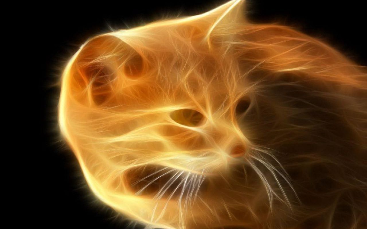 Flaming Cat Wallpaper
