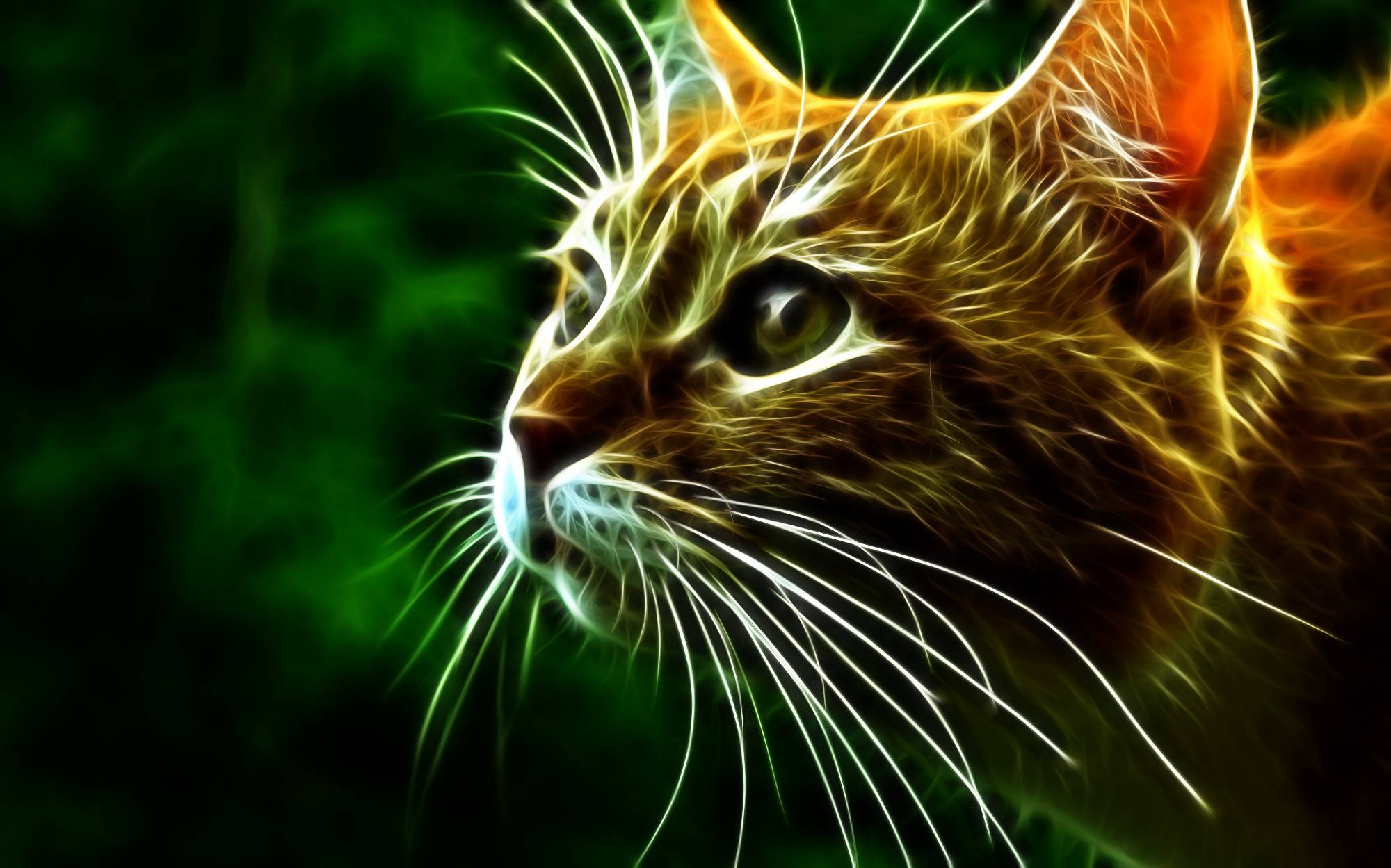 3D Comes With Fire Cats Wallpaper 3D Wallpaper Cat HD Wallpaper