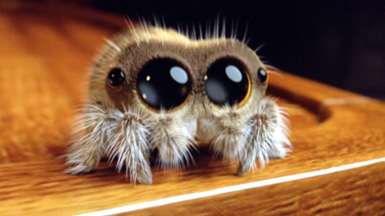 Lucas the Cute Little Spider: It's Cold Outside. CutesyPooh. Pet spider, Lucas the spider, Spider drawing
