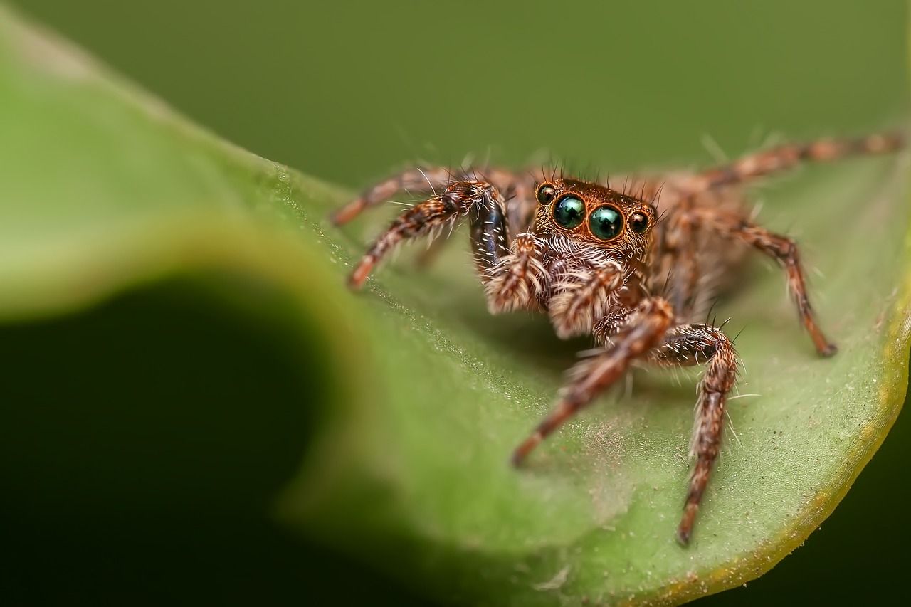 Jumping Spider. Jumping spider, Lucas the spider, Animals