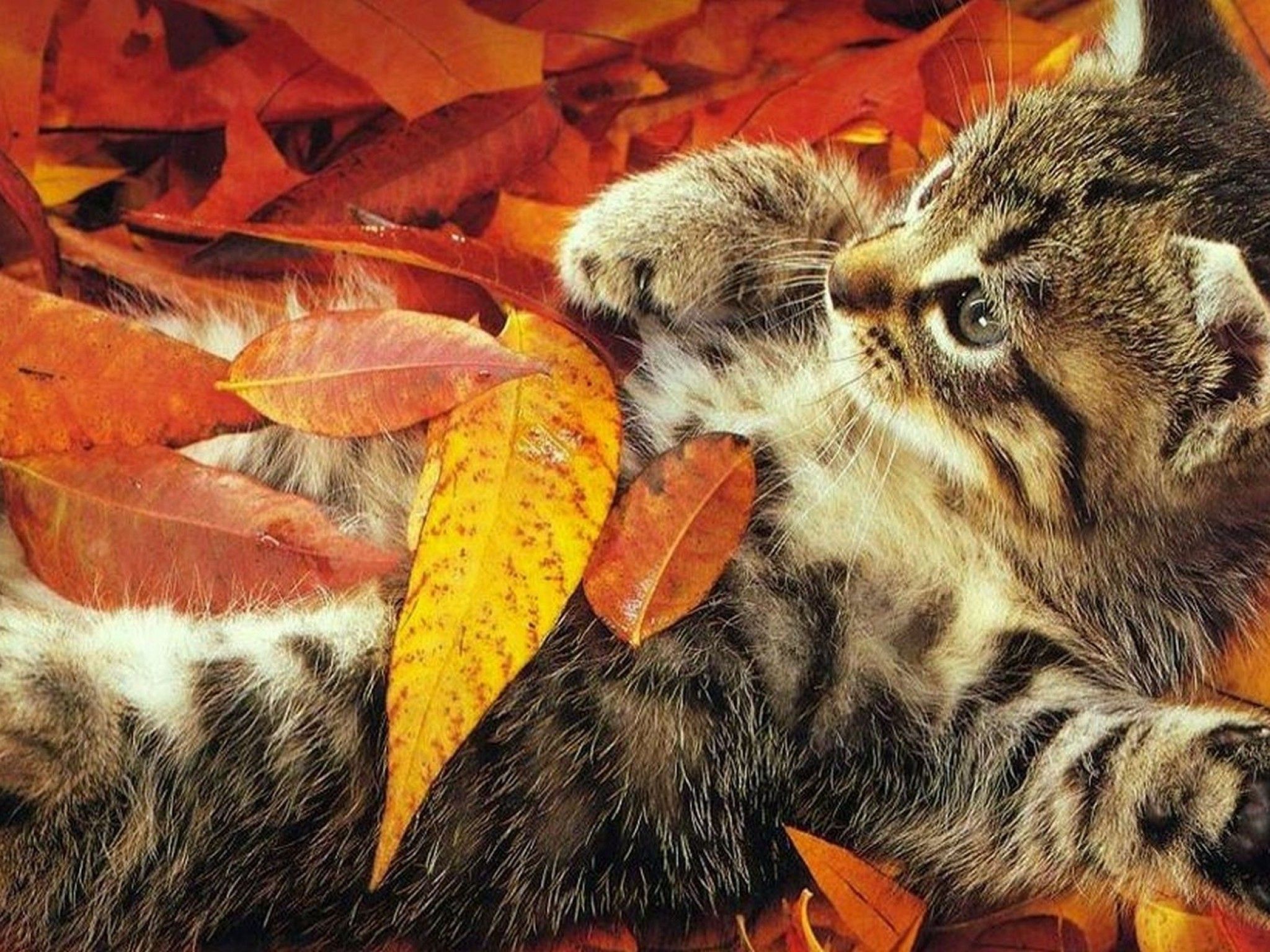 Happy Thanksgiving With Cats Wallpapers