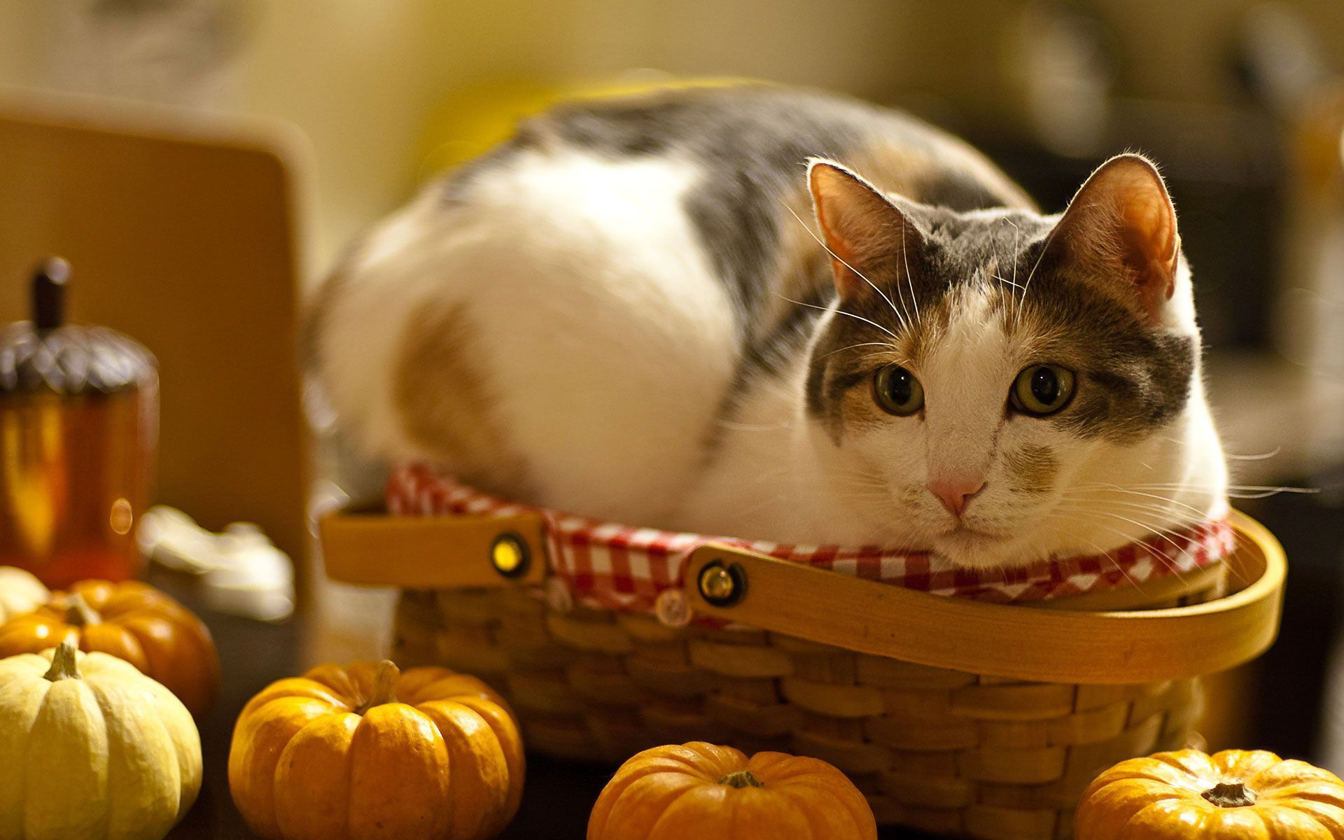 Cats And Thanksgiving Wallpapers - Wallpaper Cave