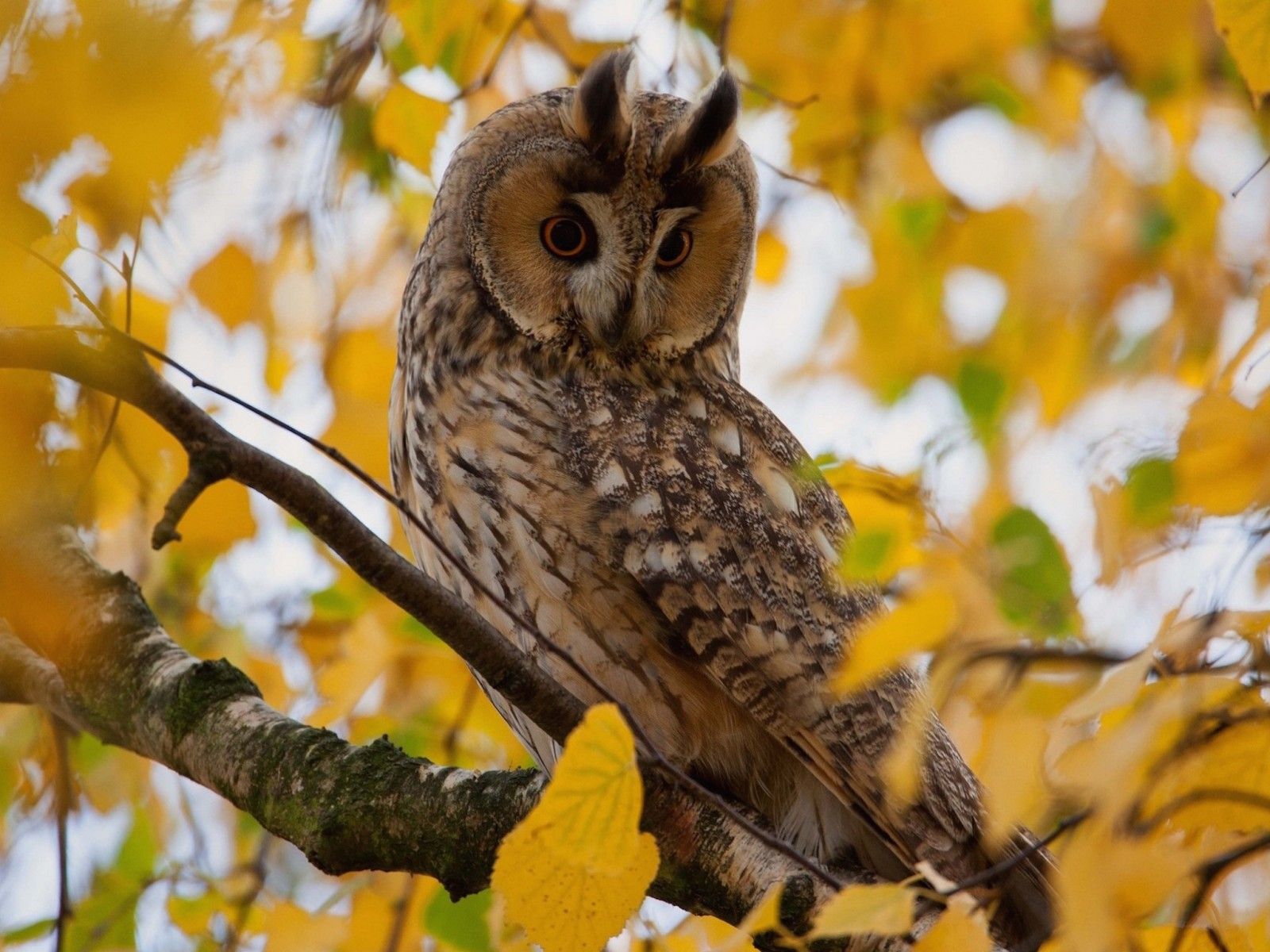 Autumn Owl Wallpaper. Free Autumn Background