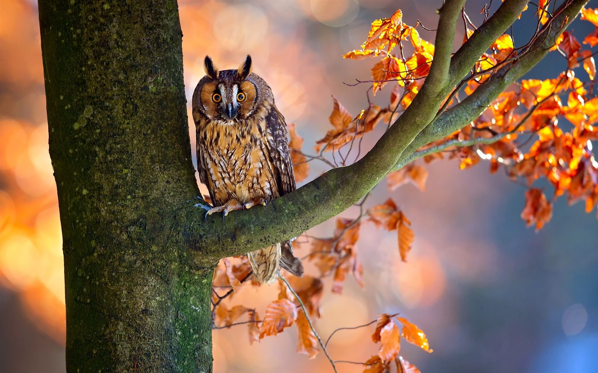 Wallpaper Autumn, tree, red leaves, owl 1920x1200 HD Picture, Image