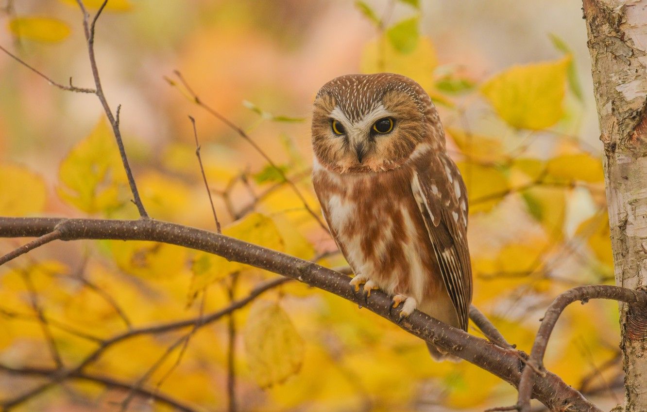 Wallpaper autumn, look, leaves, branches, yellow, nature, background, owl, bird, foliage, yellow, sitting, owl, sychik image for desktop, section животные