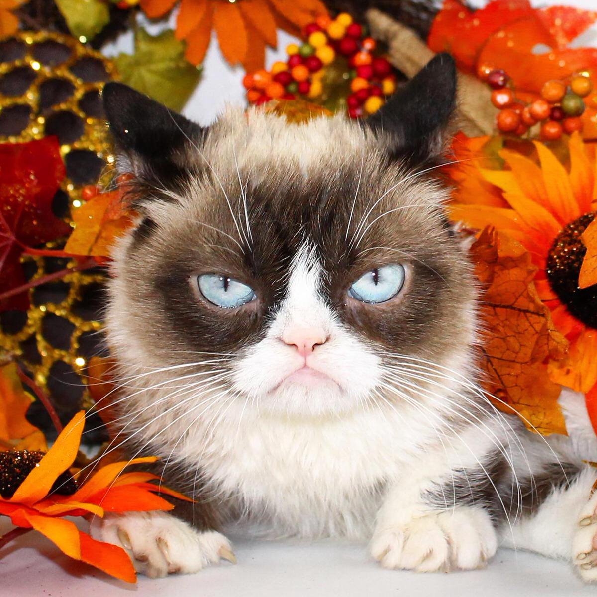 Grumpy Cat Thanksgiving Image.