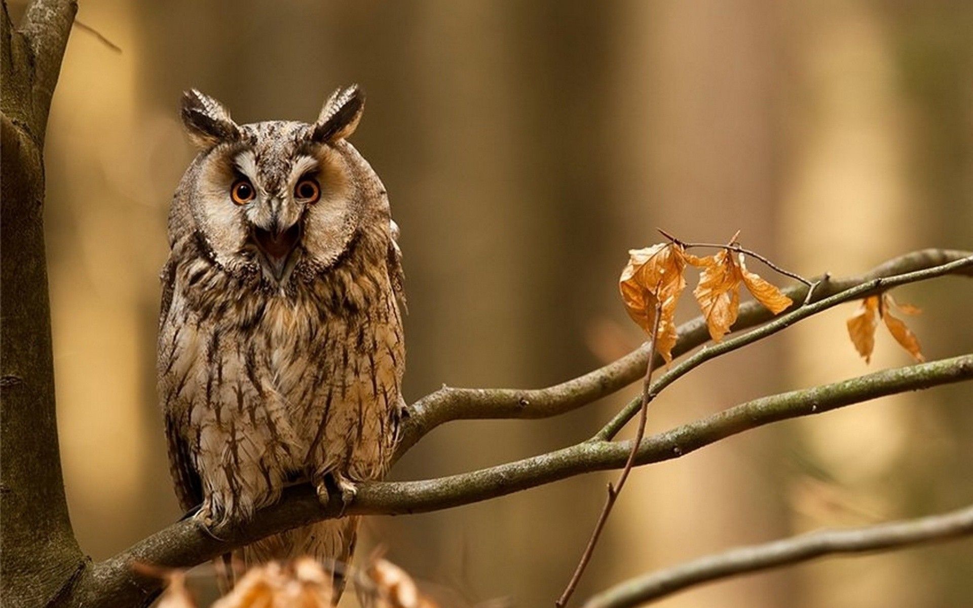 autumn, birds, animals, owls wallpaper