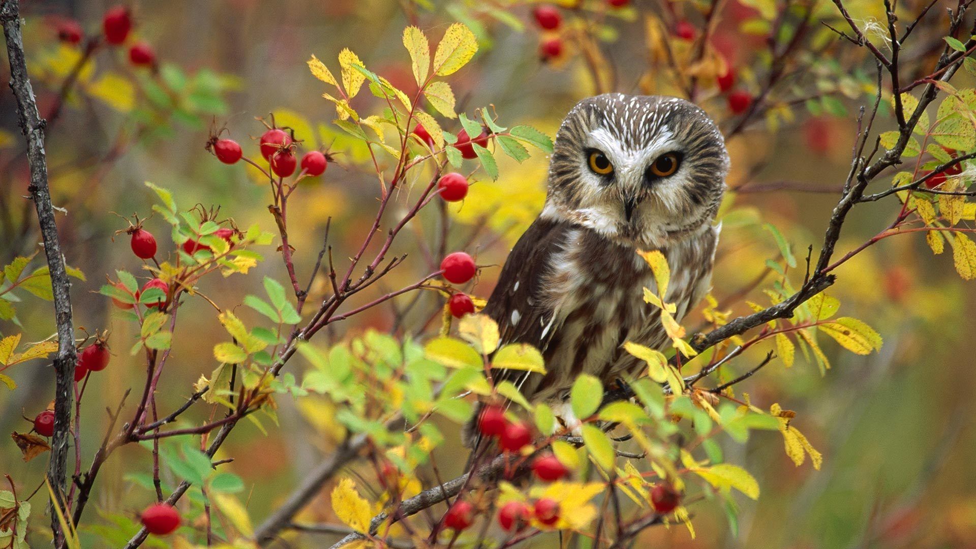 Owl Bird Sitting At Branch Wallpaper