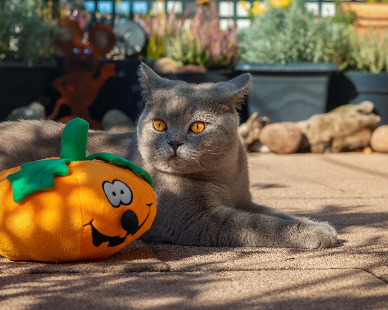 Desktop Wallpaper cat Pumpkin Halloween Animals Staring