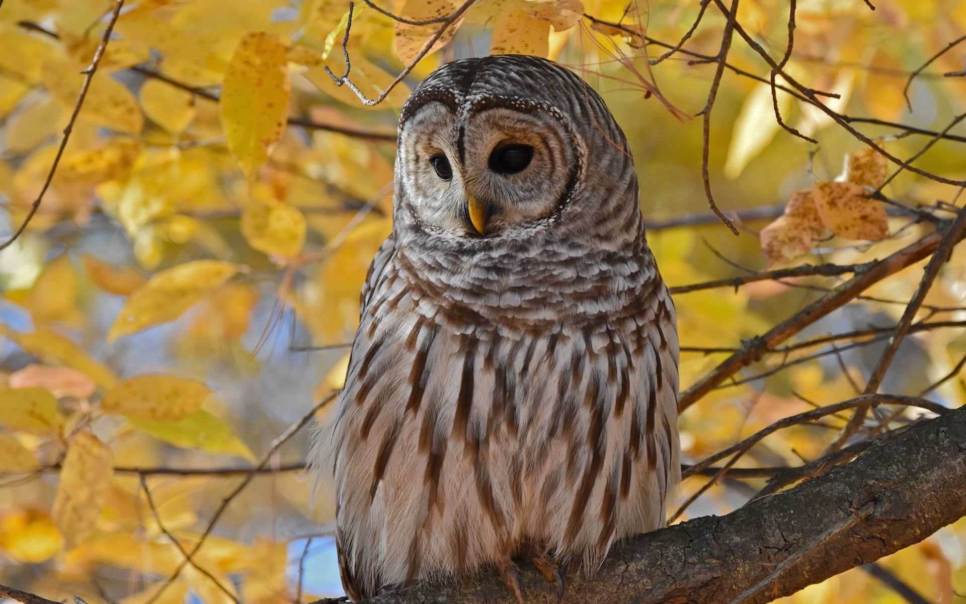 Wallpaper Owl in autumn, yellow leaves, twigs, tree 1920x1200 HD Picture, Image