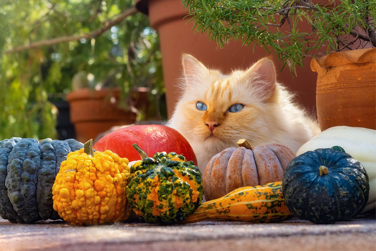 Desktop Wallpaper Cats Pumpkin animal Staring