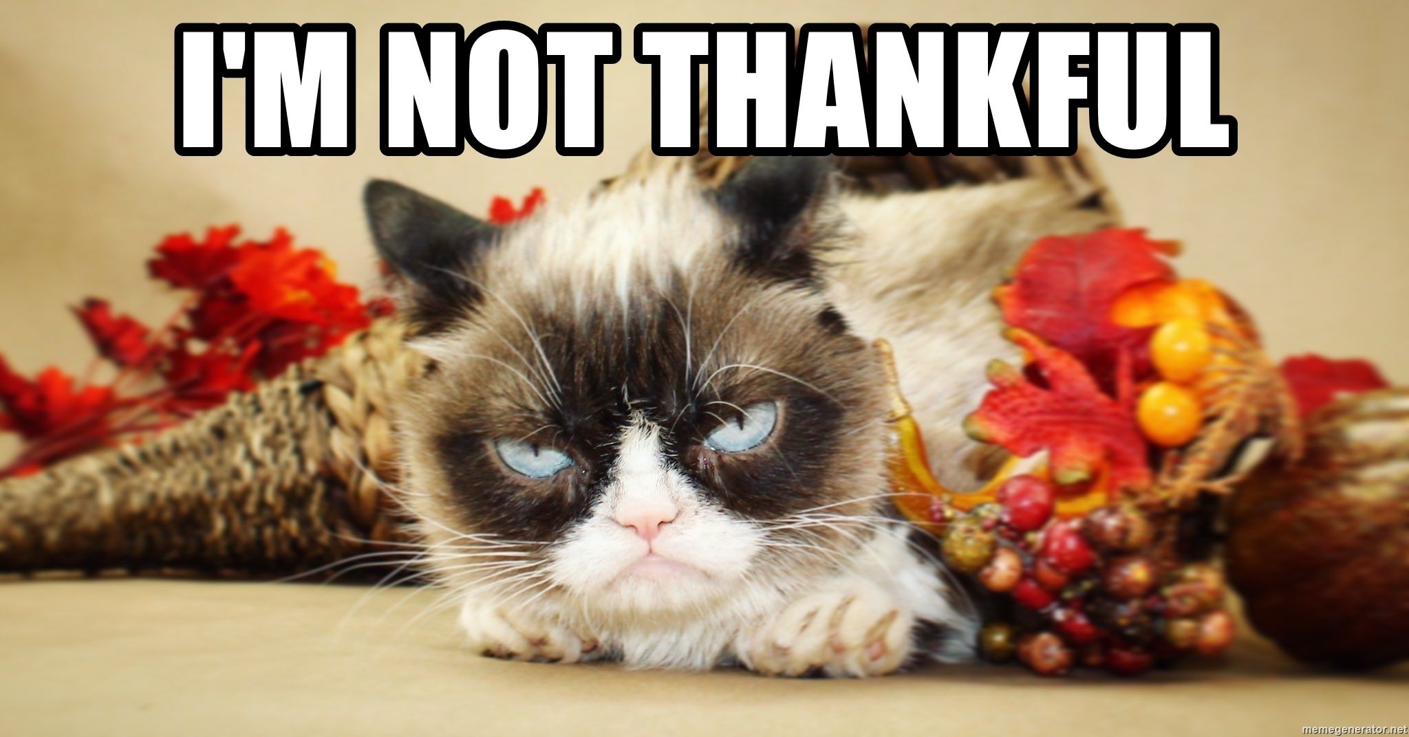 Grumpy Cat Thanksgiving Picture