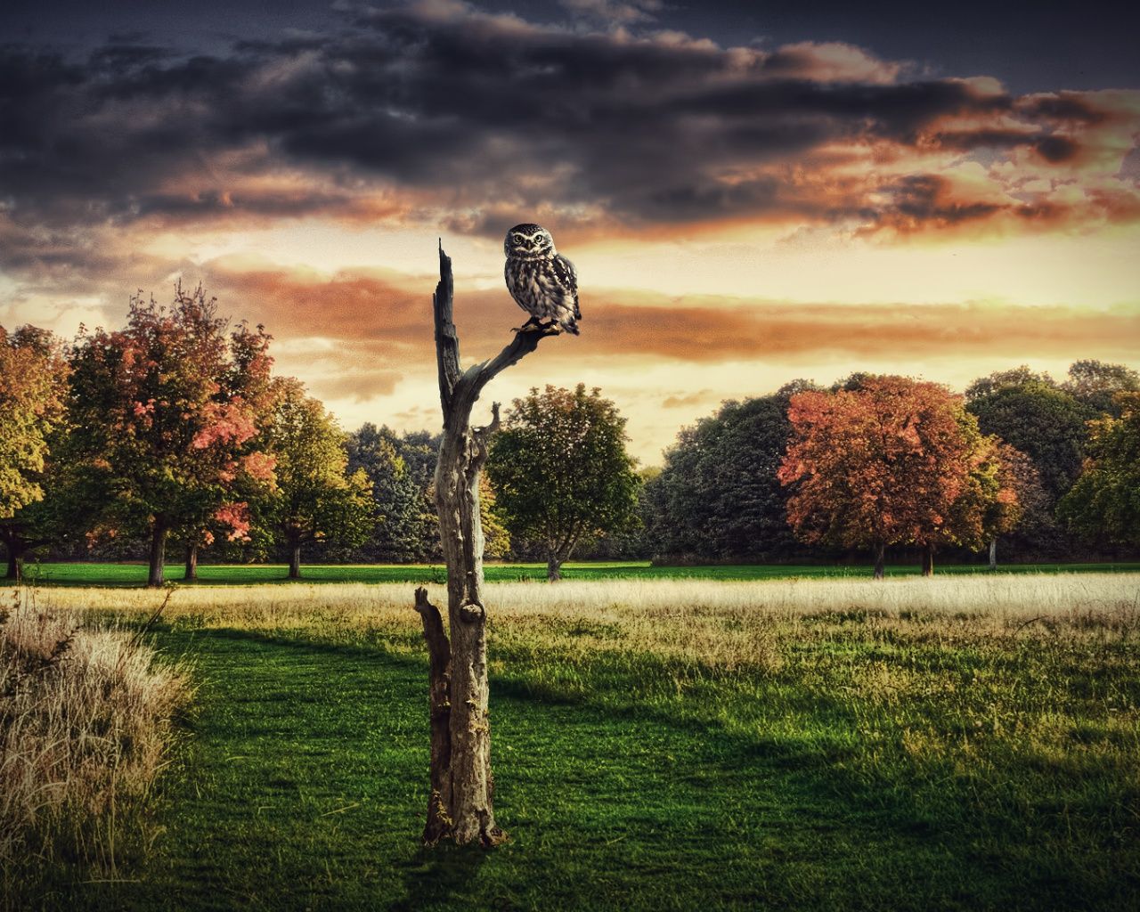 Autumn Trees Owl Grass Field desktop PC and Mac wallpaper