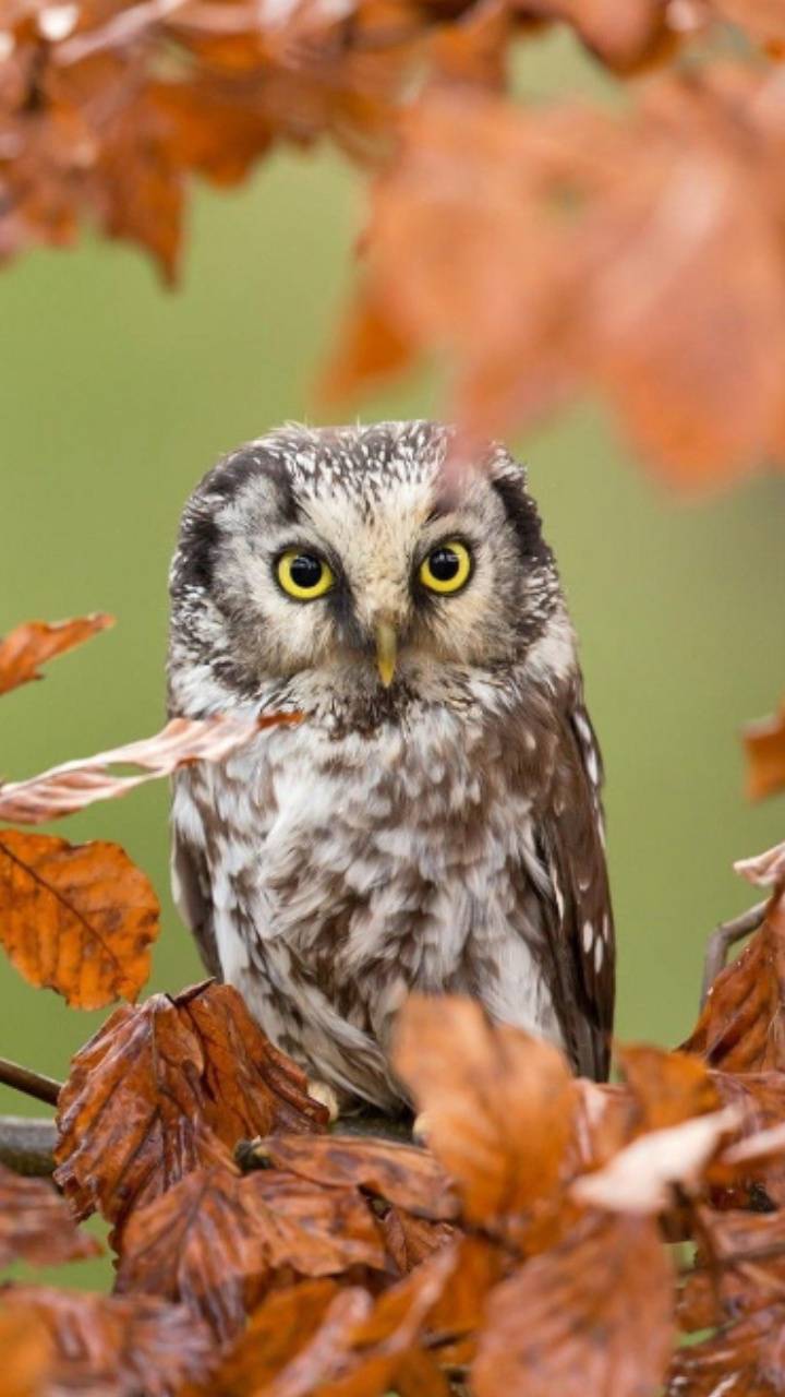 Fall owl wallpaper