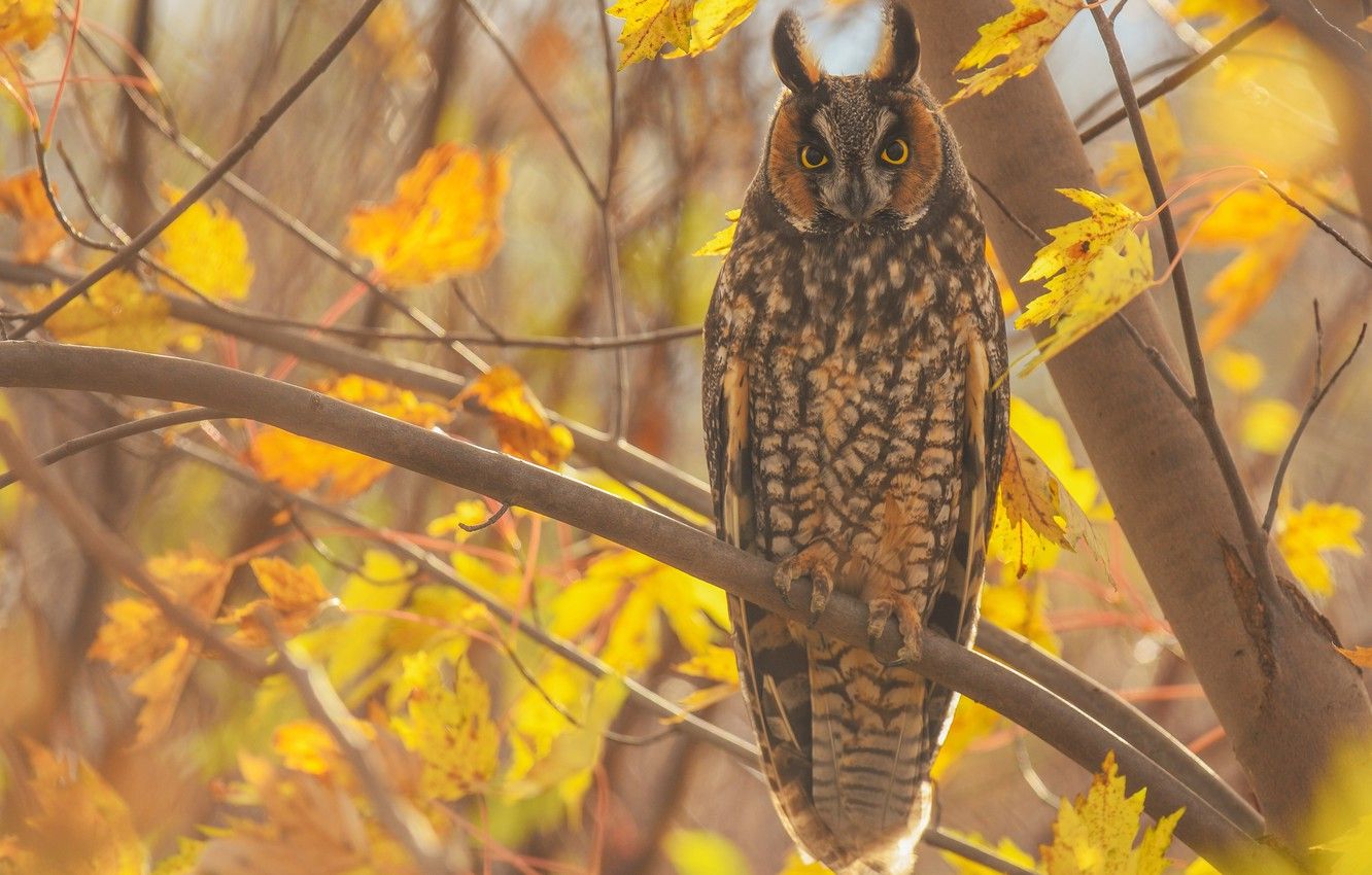 Wallpaper autumn, look, leaves, light, branches, tree, owl, bird, foliage, yellow background, owl image for desktop, section животные
