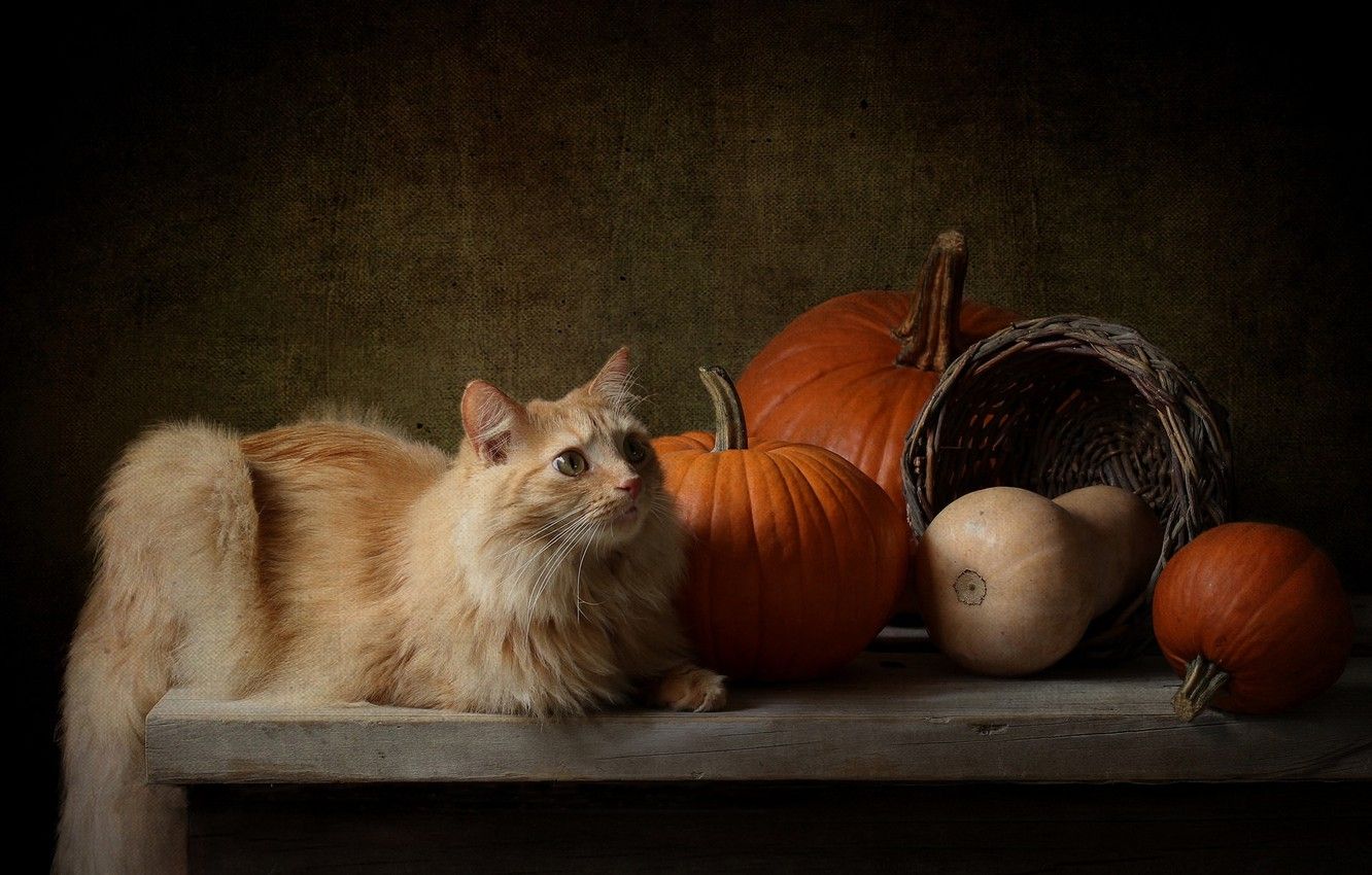 Wallpaper autumn, cat, cat, look, the dark background, table, basket, harvest, red, pumpkin, lies, still life image for desktop, section кошки
