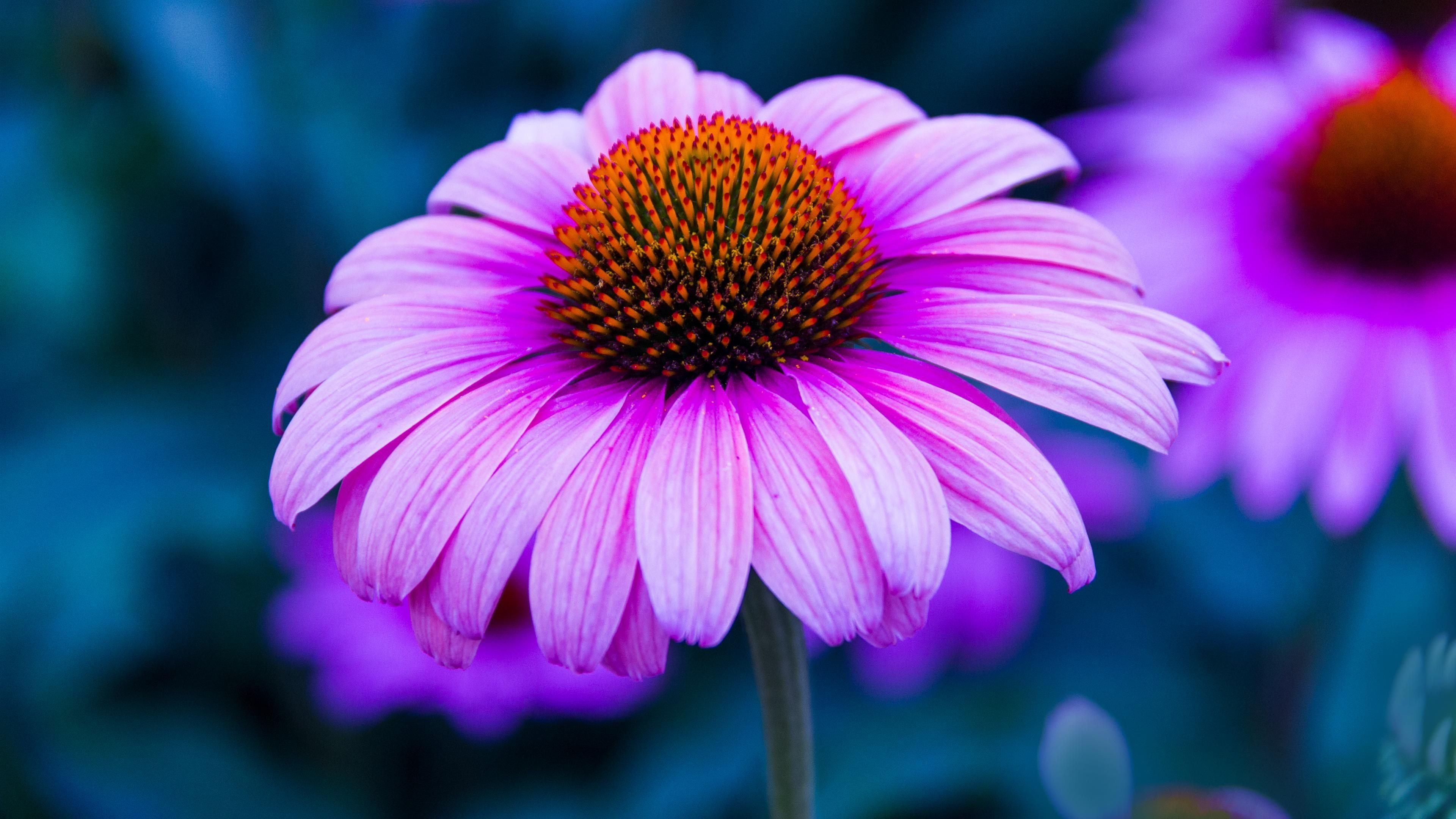 Echinacea Flower Purple Color Wallpaper For Desktop Background 4k Ultra HD 1610 3840x2160, Wallpaper13.com