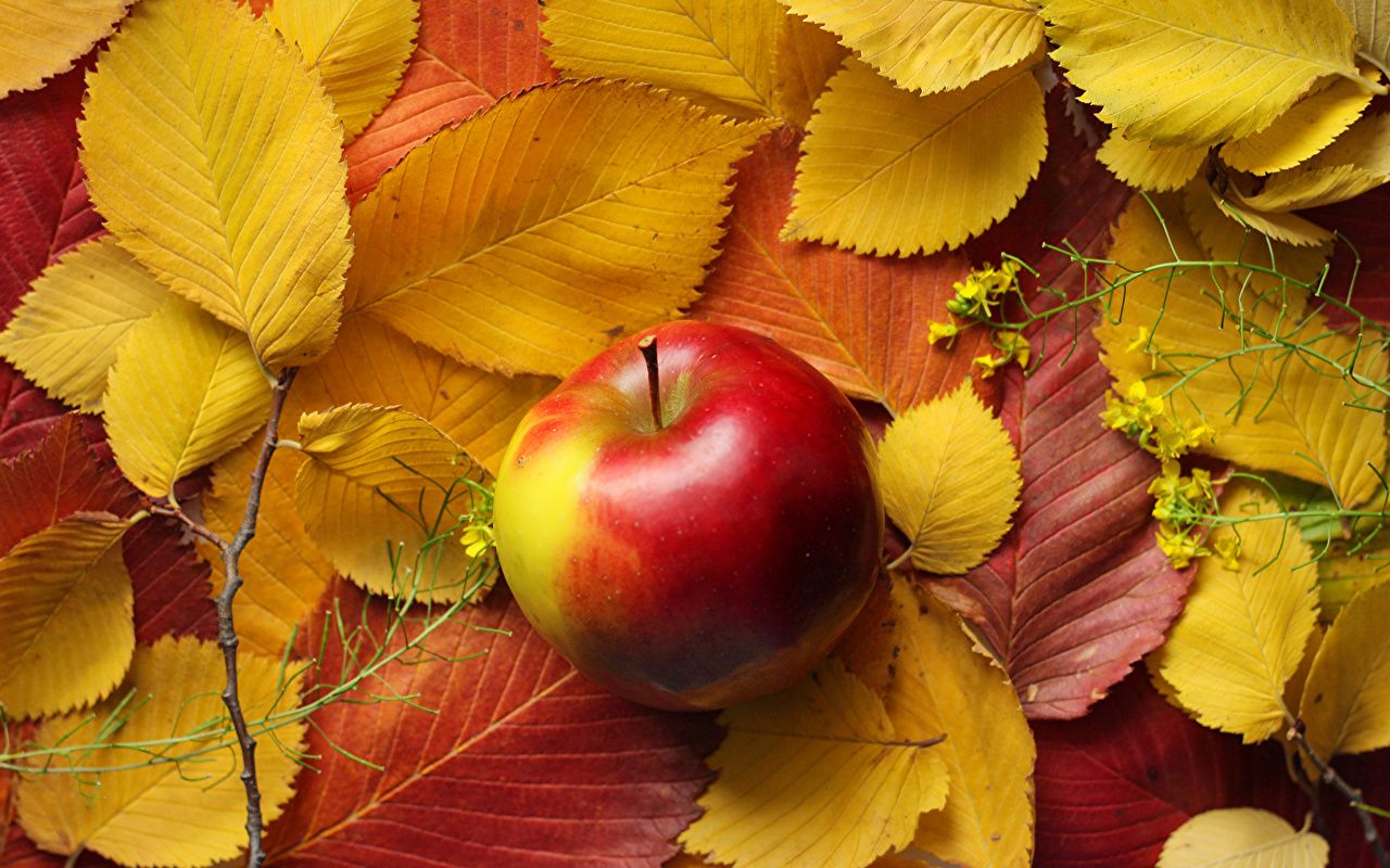 Photos Foliage Nature Autumn Apples Food