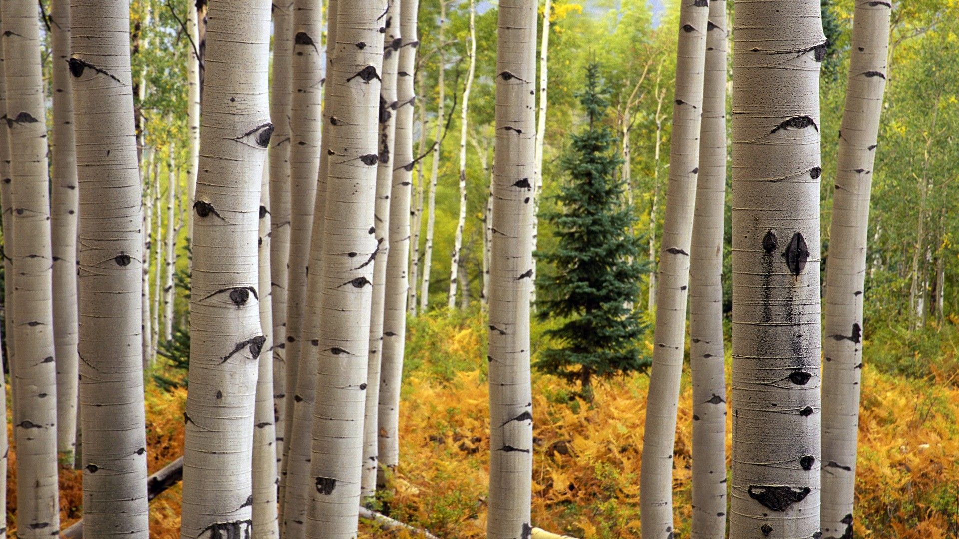 Aspen Desktop Background. Beautiful Widescreen Desktop Wallpaper, Desktop Wallpaper and Naruto Desktop Background