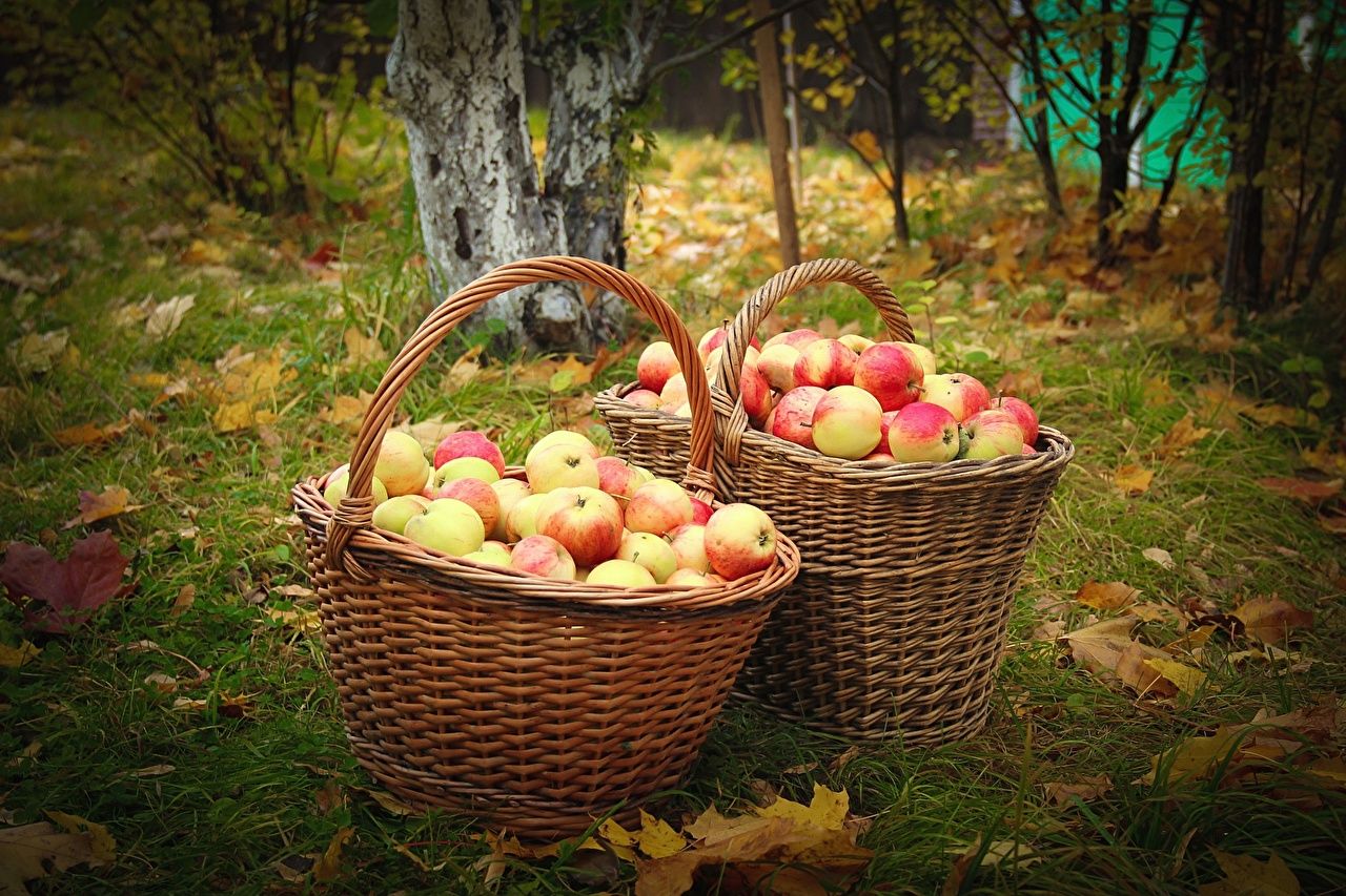Photos Autumn Apples Wicker basket Food