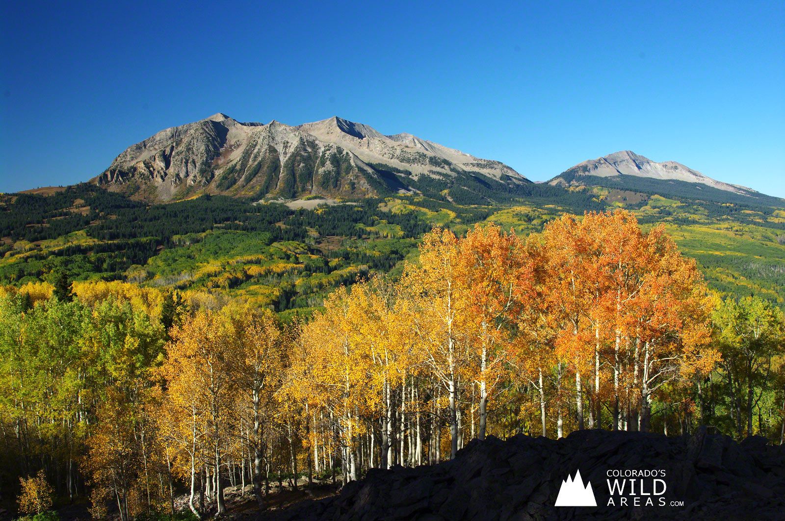 Colorado Kebler Pass Fall Aspens