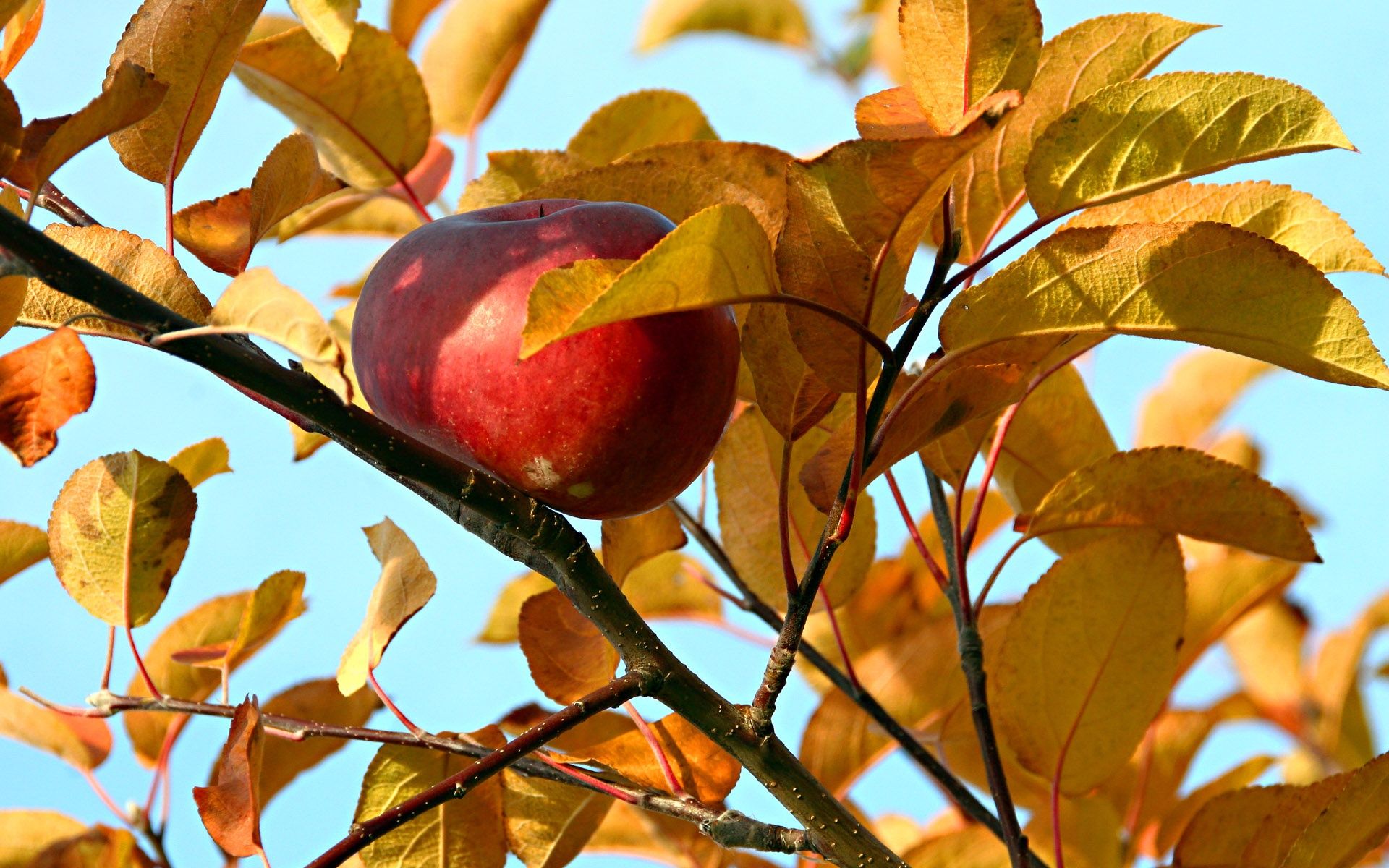 Плодовые деревья осенью