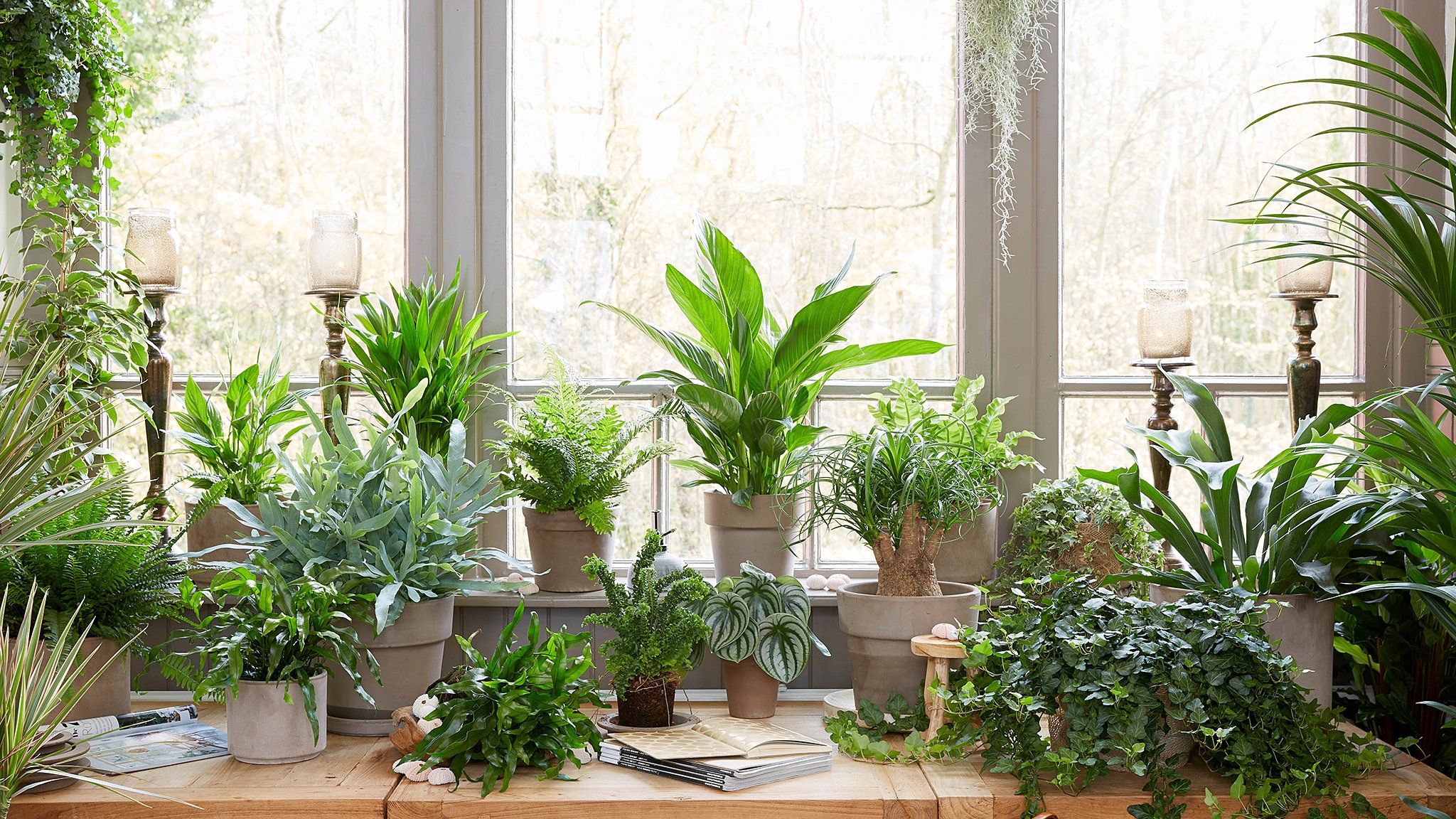 indoor house plants download free