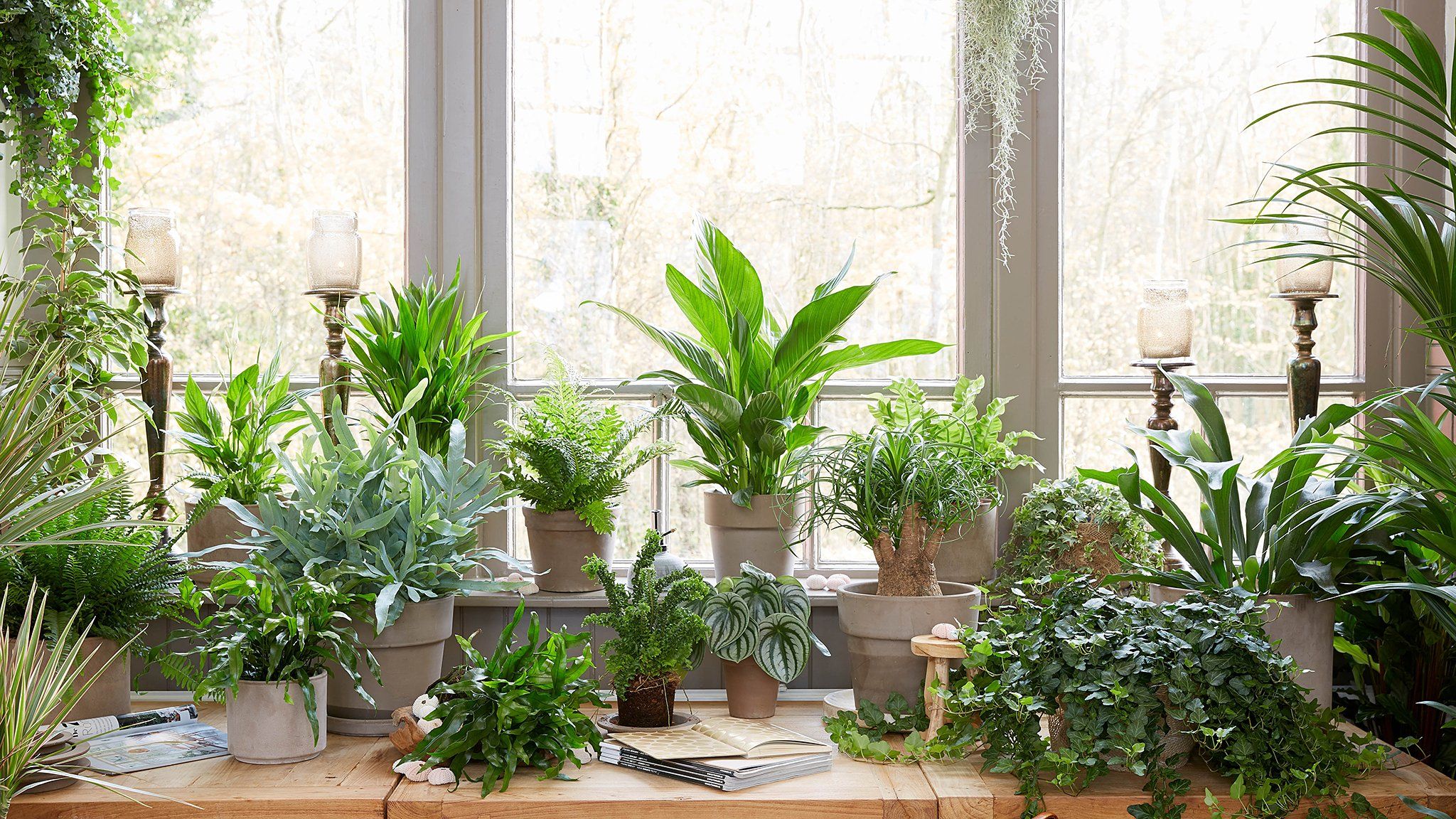 Free download indoor house plants - logisticsras