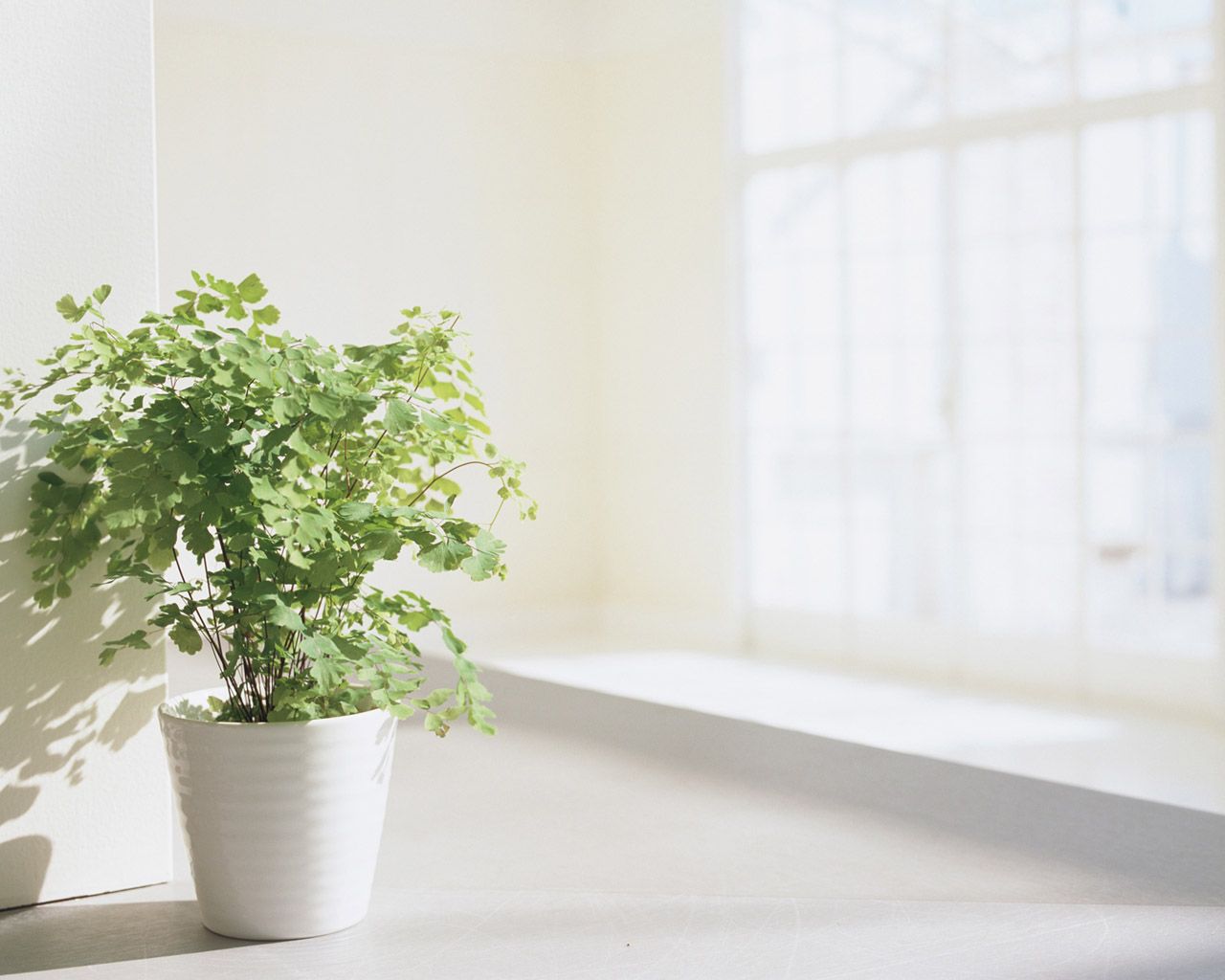 Interior Decorations & Indoor Herbs, Indoor Herb Garden, indoor plants herbs, indoor decorative plant 1280x1024 NO.10