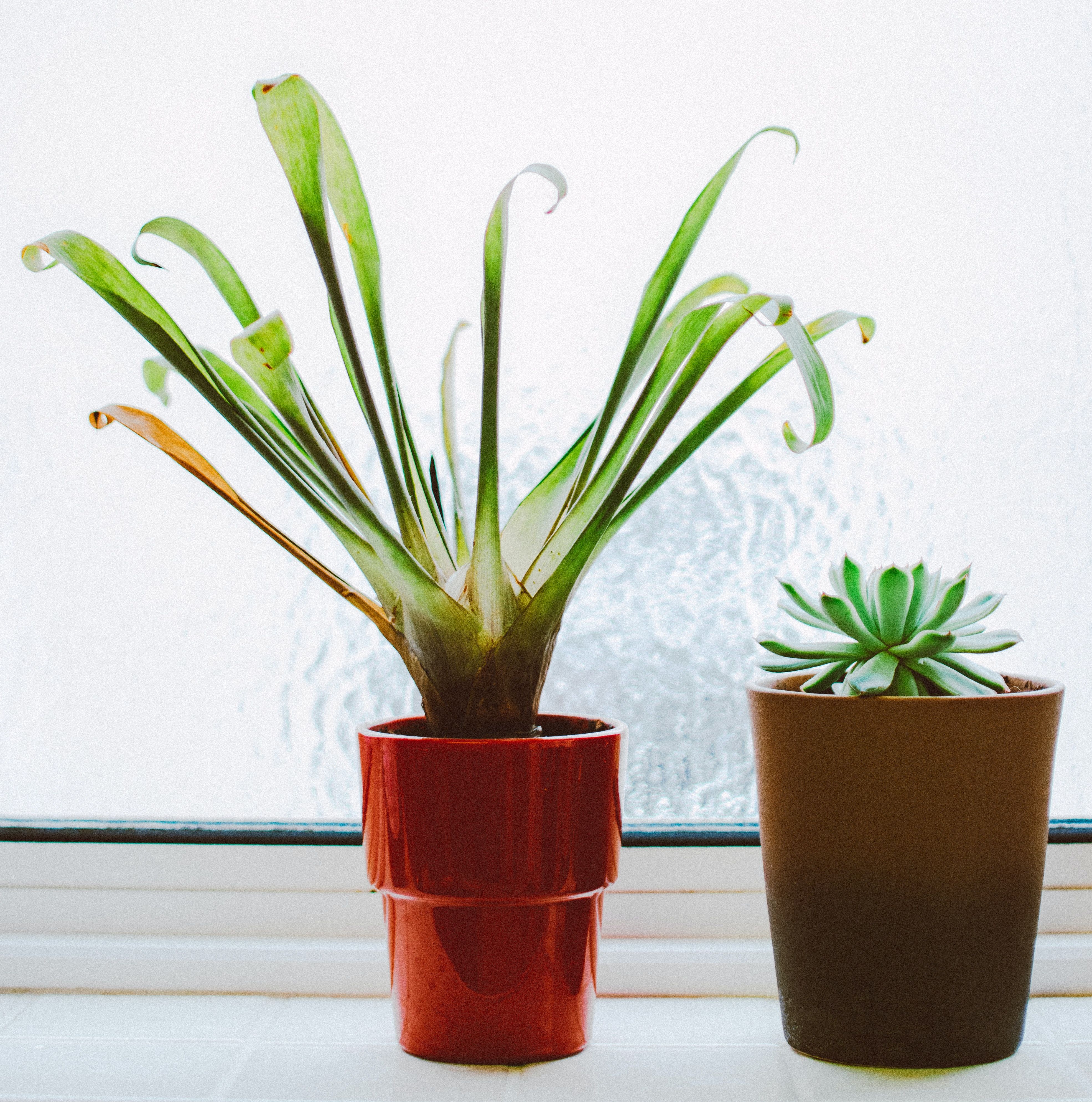 Photo of Indoors Plants · Free