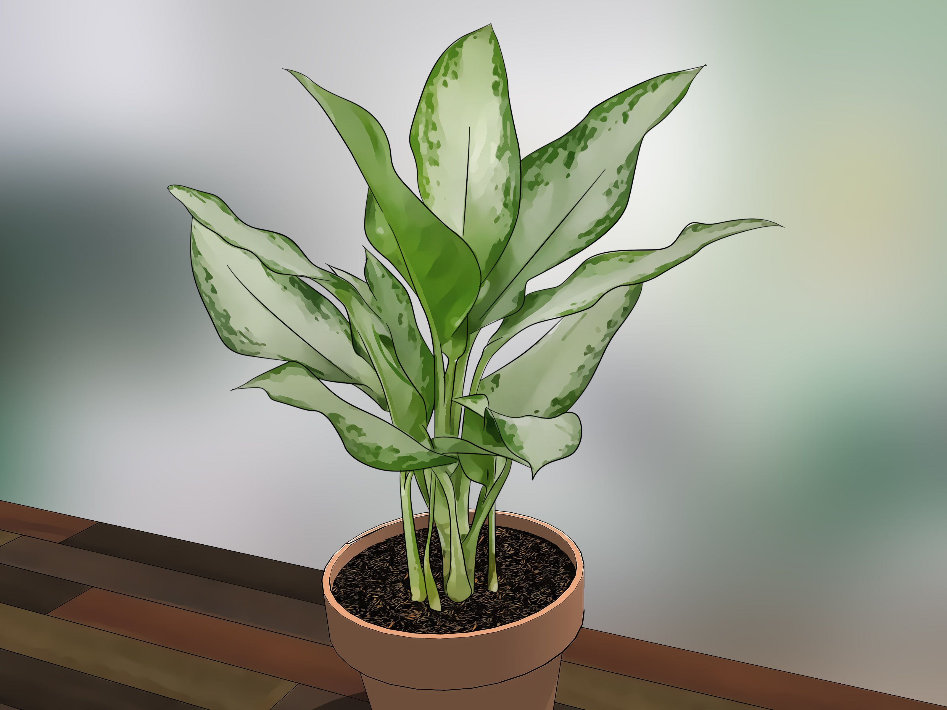 Free download How to Care for Indoor Plants 15 Steps with Picture wikiHow [3200x2400] for your Desktop, Mobile & Tablet. Explore Houseplant Wallpaper. Houseplant Wallpaper