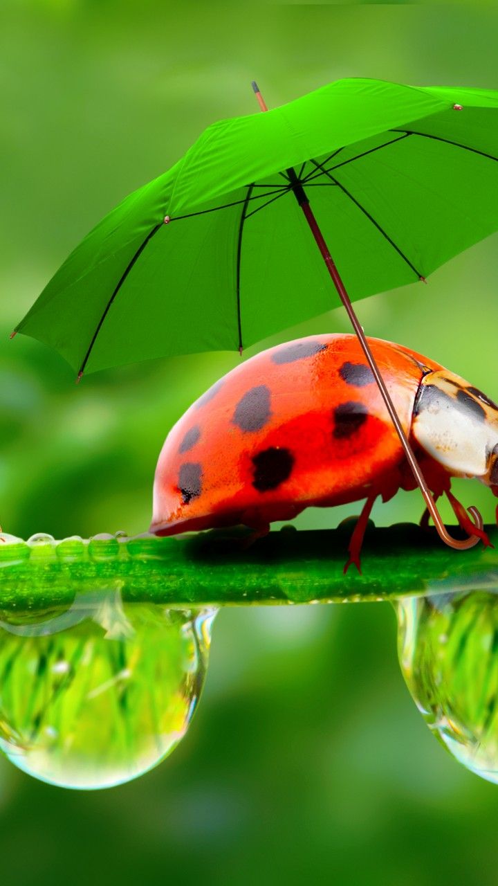 Wallpaper ladybug, red, green, grass, Umbrella, Animals