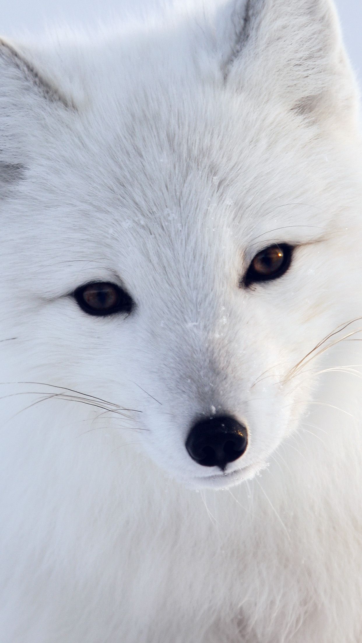 Artic Fox White Animal Cute Android wallpaper HD wallpaper