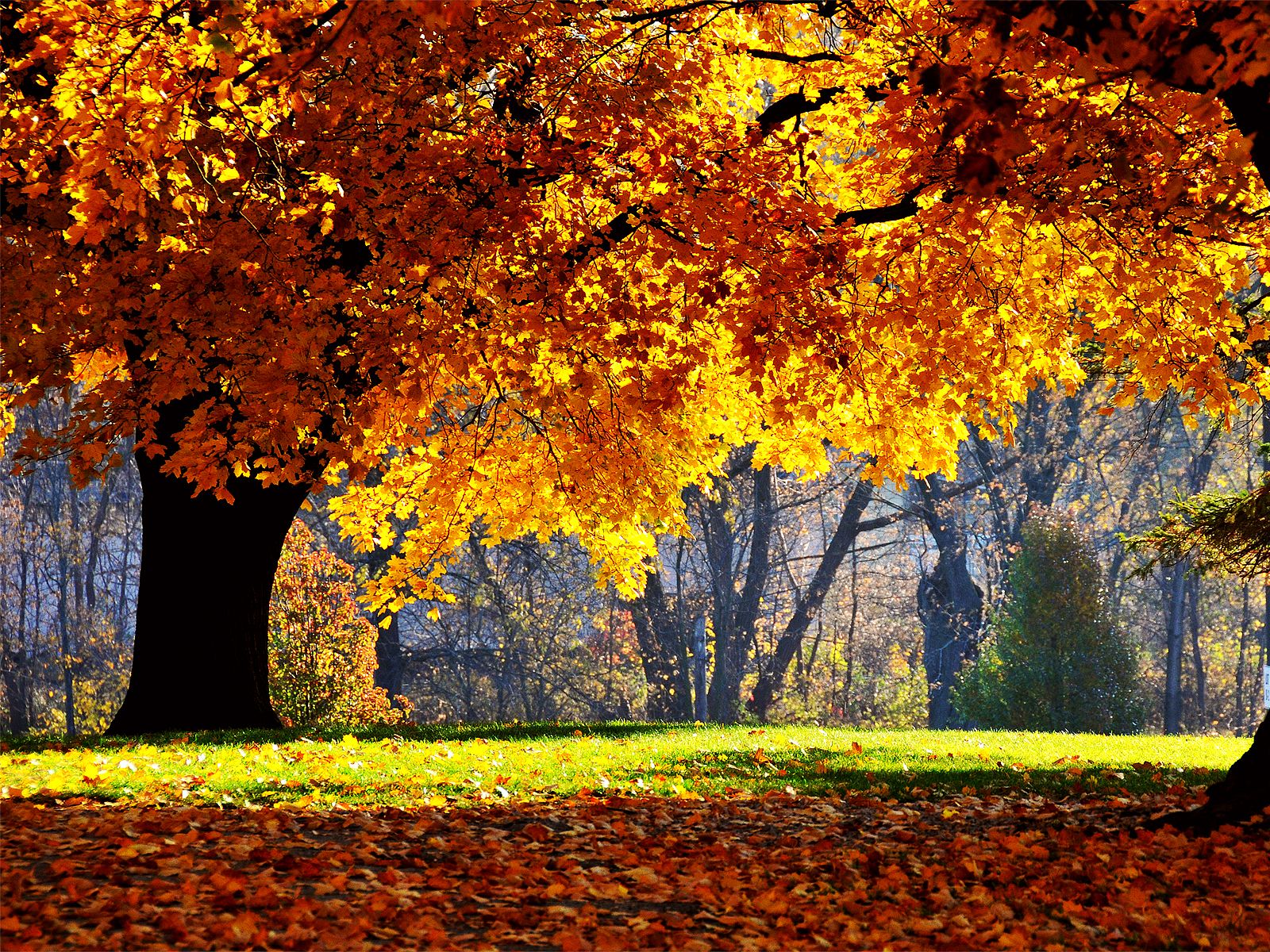 Autumn Falls wallpaper. Autumn Falls