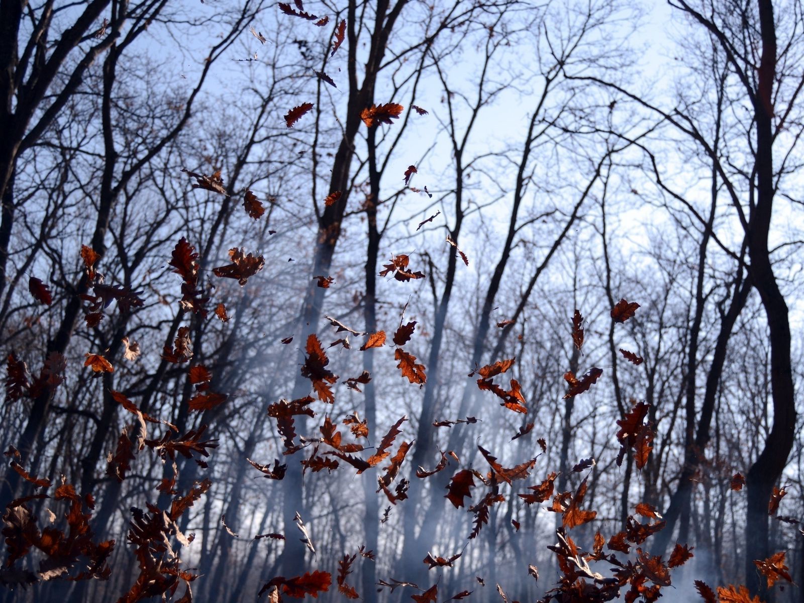 Download wallpaper 1600x1200 leaves, lots, fog, wood, autumn, wind standard 4:3 HD background
