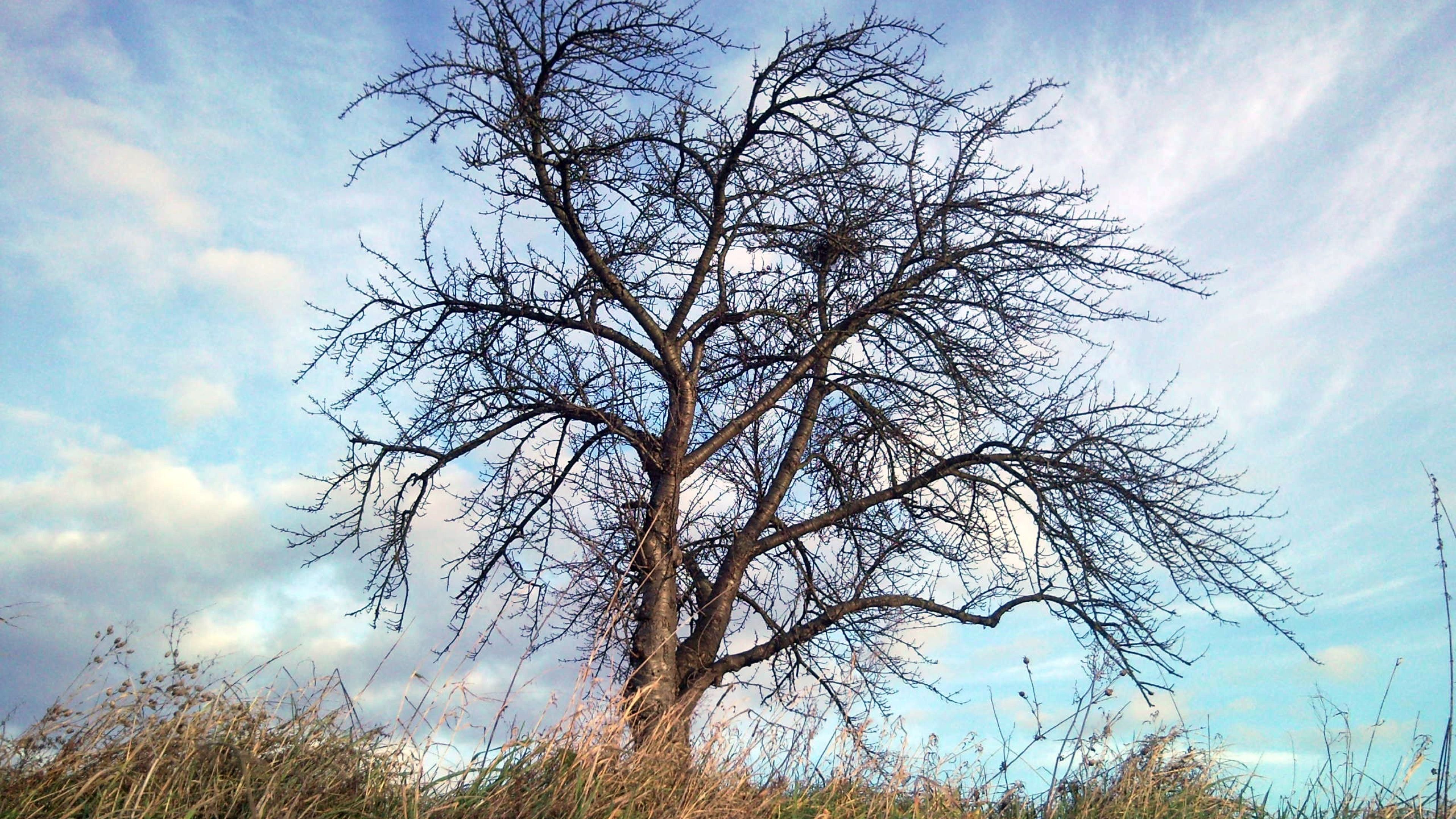 tree, autumn, wind 4K Wallpaper, HD Nature 4K Wallpaper, Image, Photo and Background