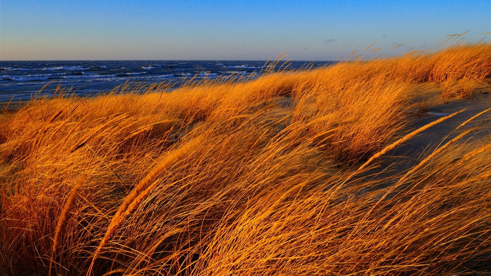 Wallpaper Beach, sea, grass, autumn, wind 1920x1200 HD Picture, Image