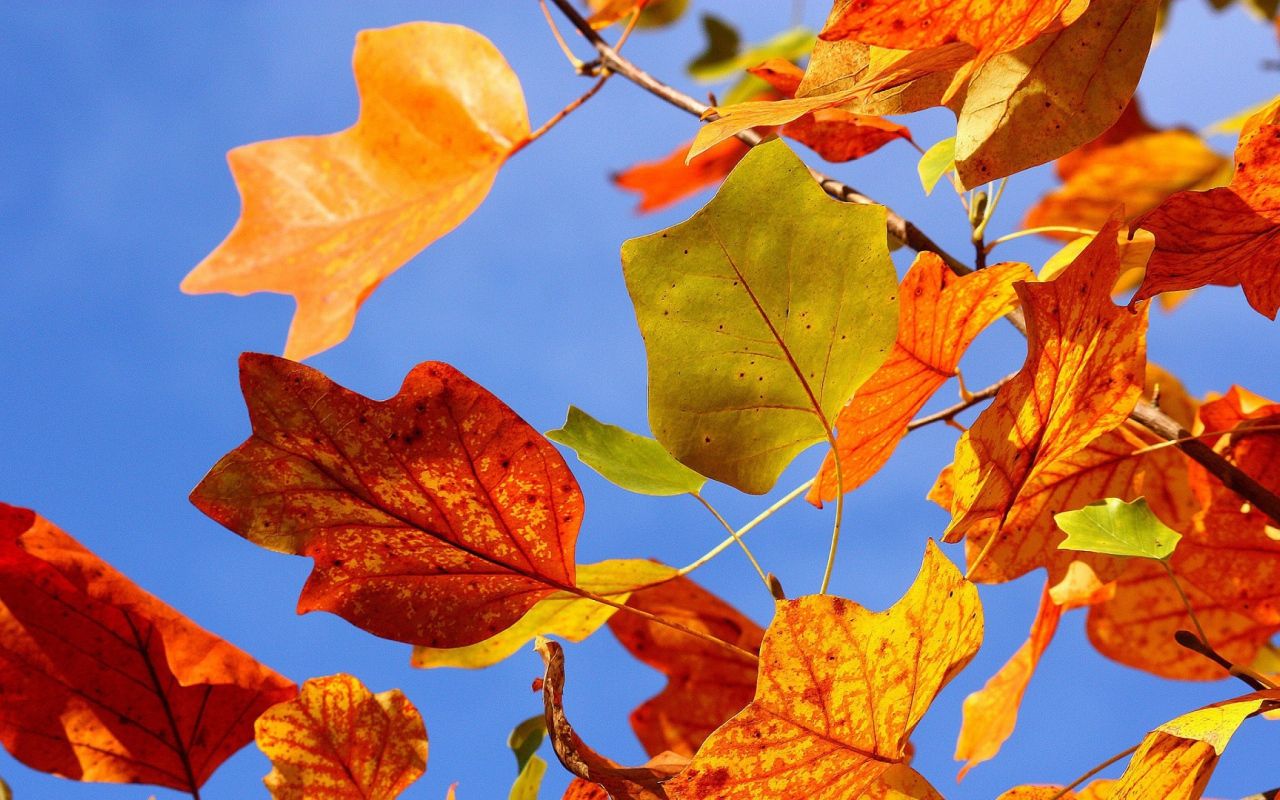 the autumn leaves in the wind HD Desktop wallpaper 1280x800
