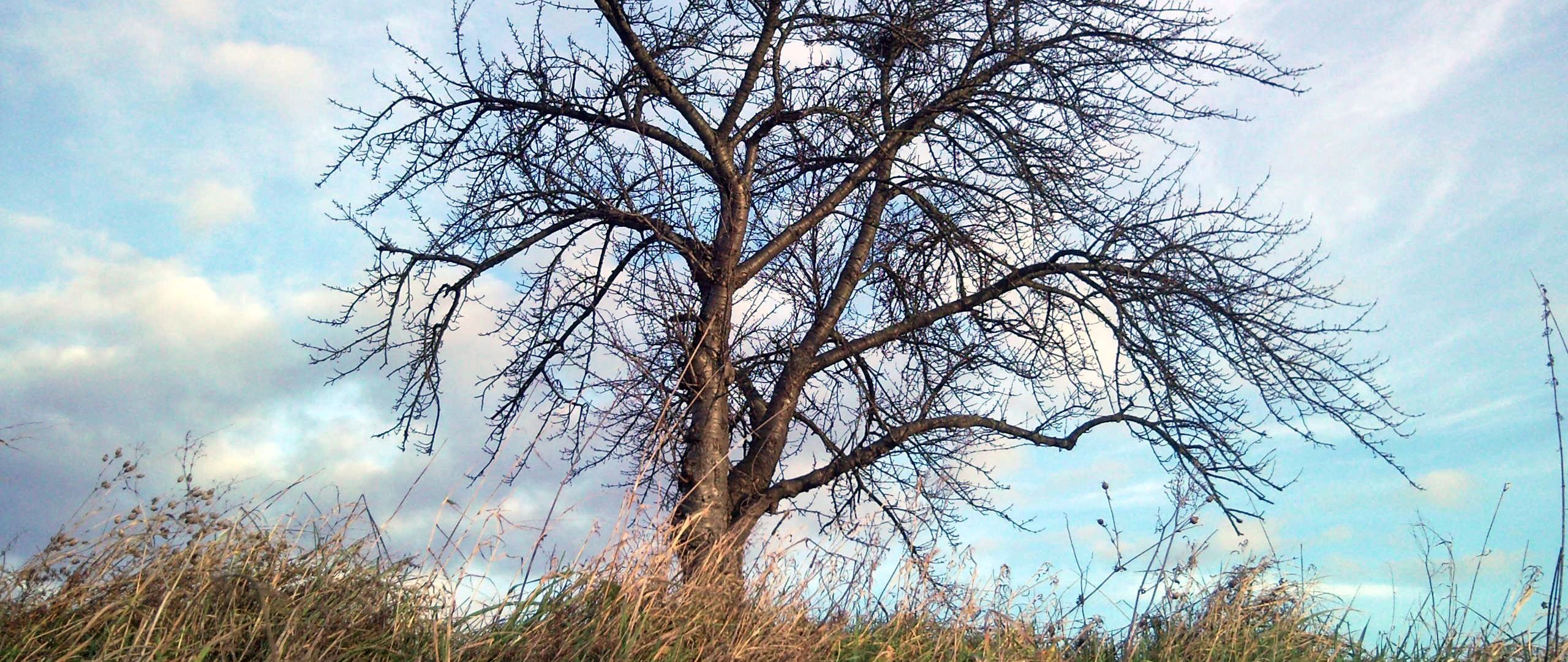 Download wallpaper 2560x1080 tree, autumn, wind, grass, sky dual wide 1080p HD background