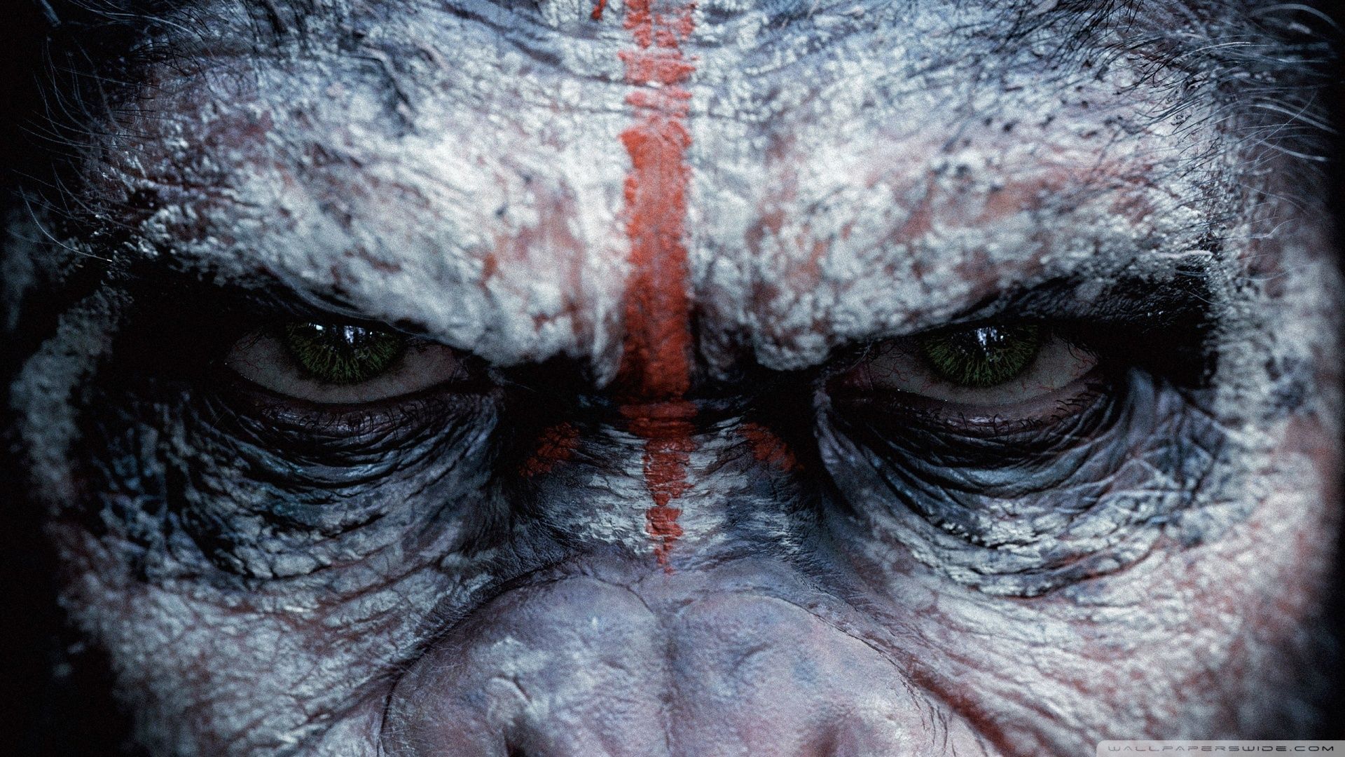 Angry Monkey Ultra HD Desktop Background Wallpaper for 4K UHD TV, Widescreen & UltraWide Desktop & Laptop, Tablet