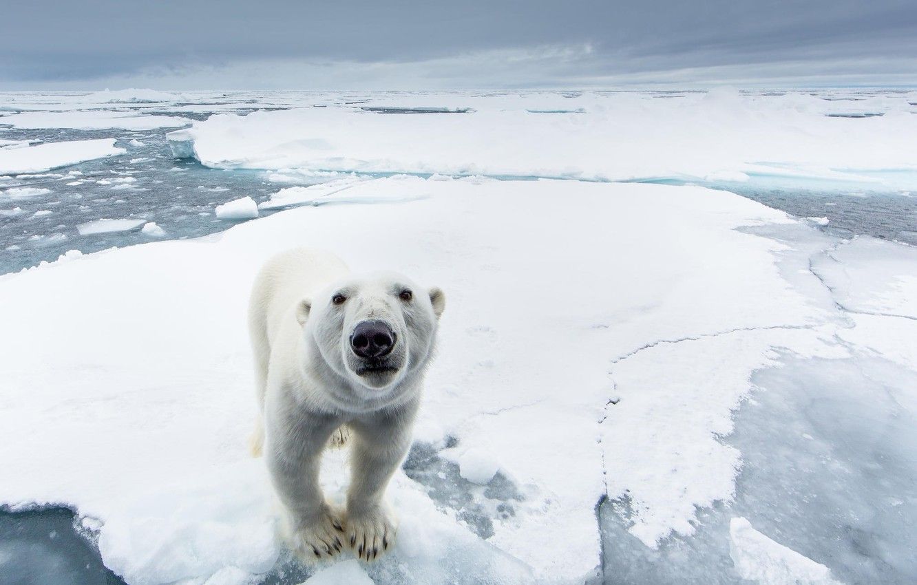 Wallpaper ice, snow, nature, predator, North pole, polar bear image for desktop, section животные