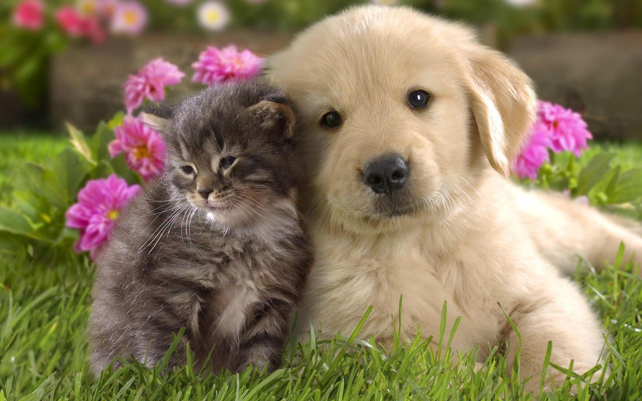 cute puppy and kitten wallpaper
