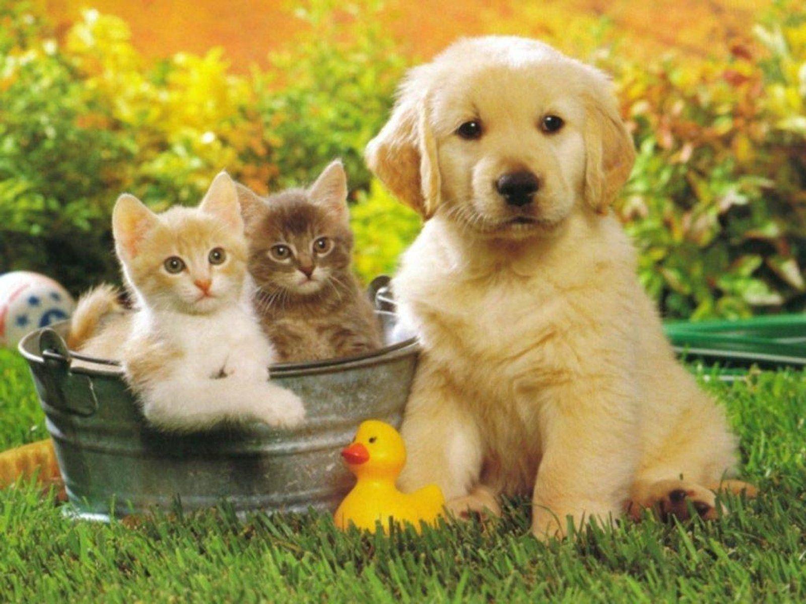 Kitten and Puppy Wallpaper Free Kitten and Puppy Background