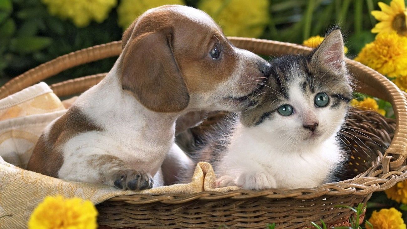 Puppies and Kittens Wallpaper Desktop. Kittens and puppies, Cute animals with funny captions, Cats and kittens