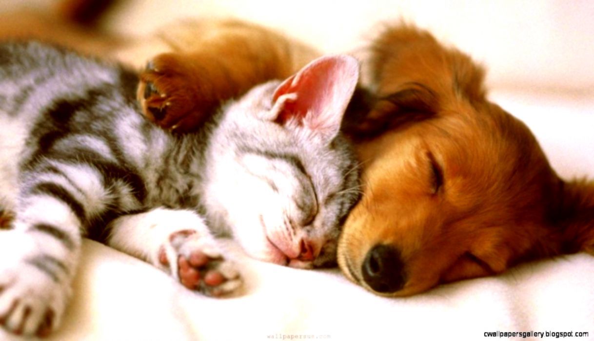 Cute Puppy And Kitten Gallery Wallpaper Puppies Kittens Deserve A Rest Wallpaper & Background Download