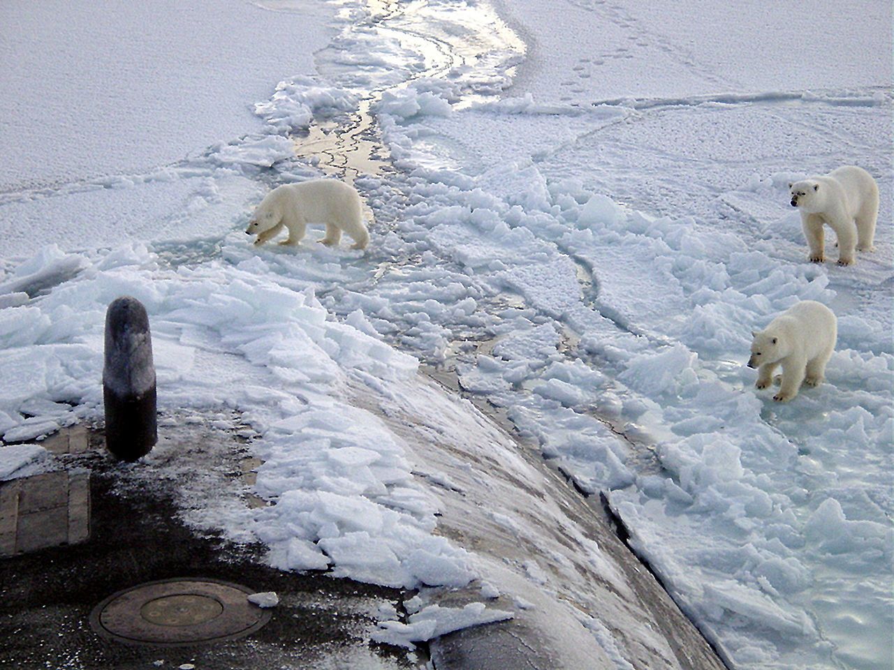 Polar bears near north