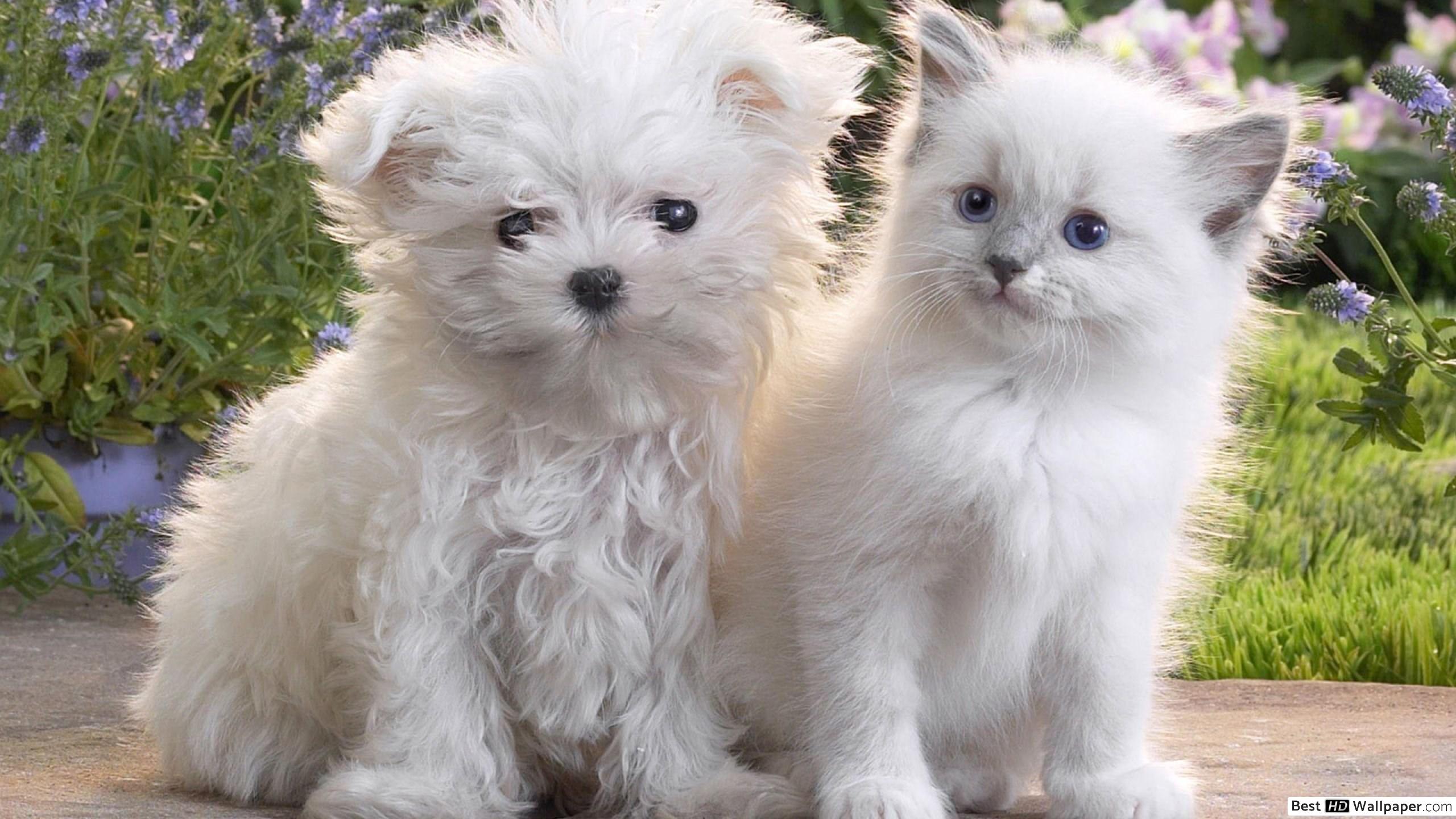 White Puppy and Kitten HD wallpaper download