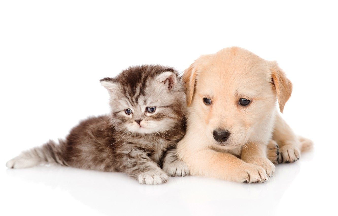 Wallpaper kitty, puppy, fluffy, puppy, kitten image for desktop, section животные