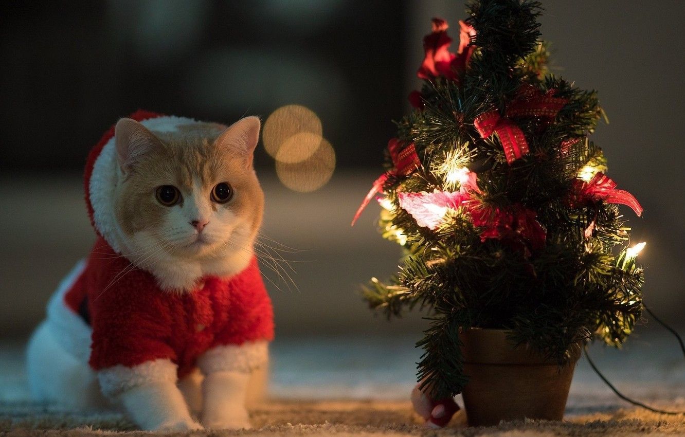 Wallpaper night, mood, cute, Christmas, kawaii, red, christmas, night, cat, cute, christmas tree image for desktop, section праздники