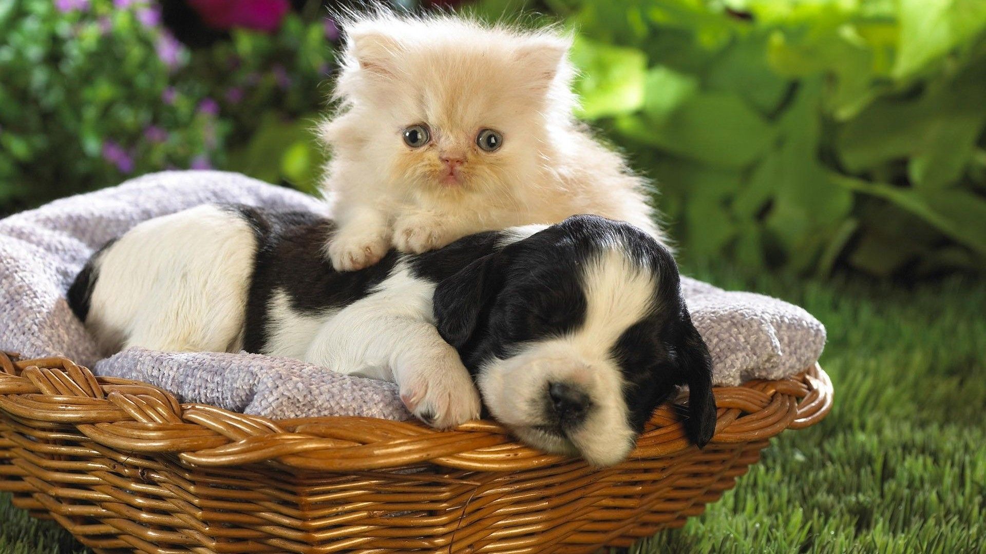 Puppy Kitten, High Definition, High Quality, Widescreen
